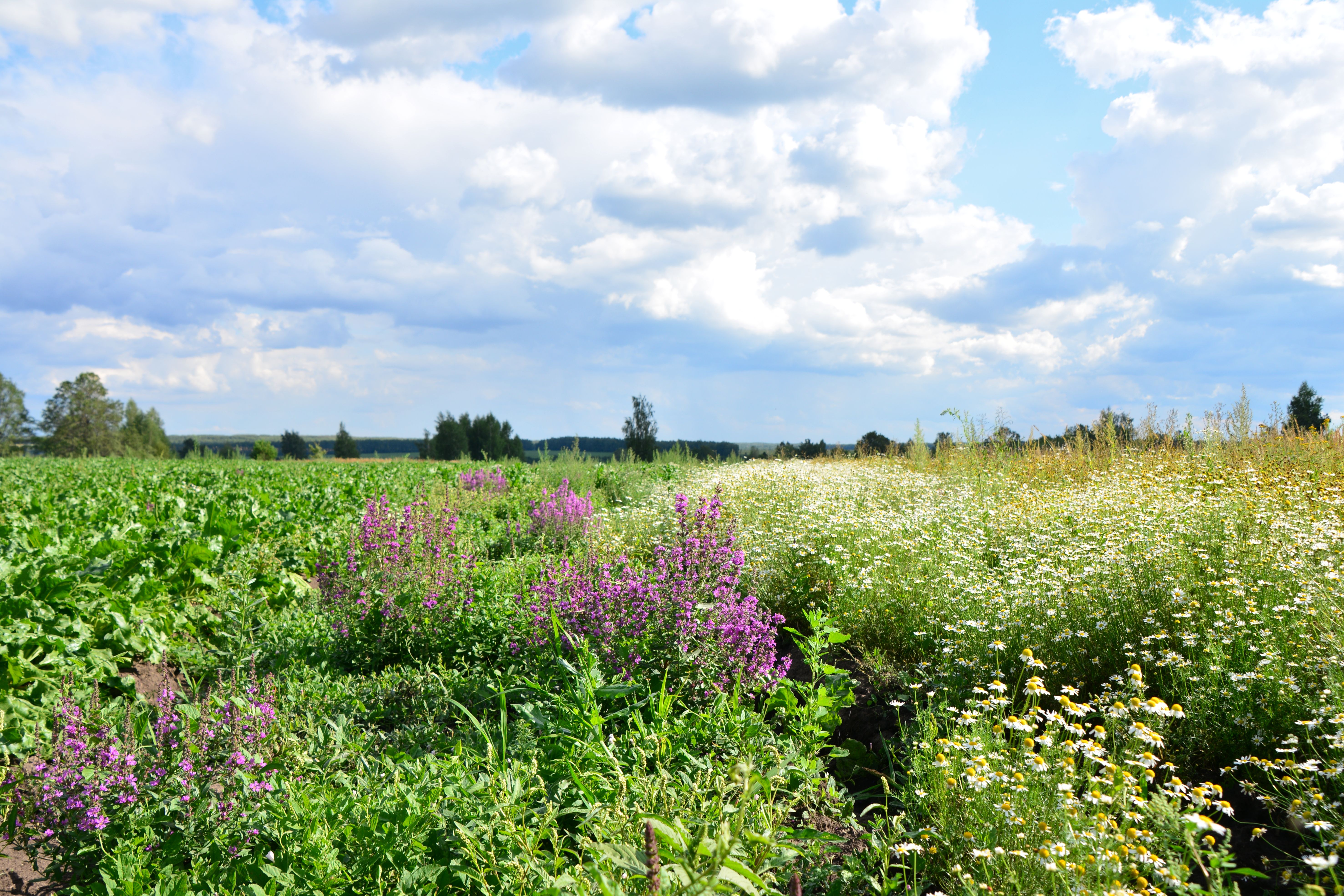 wildflower field