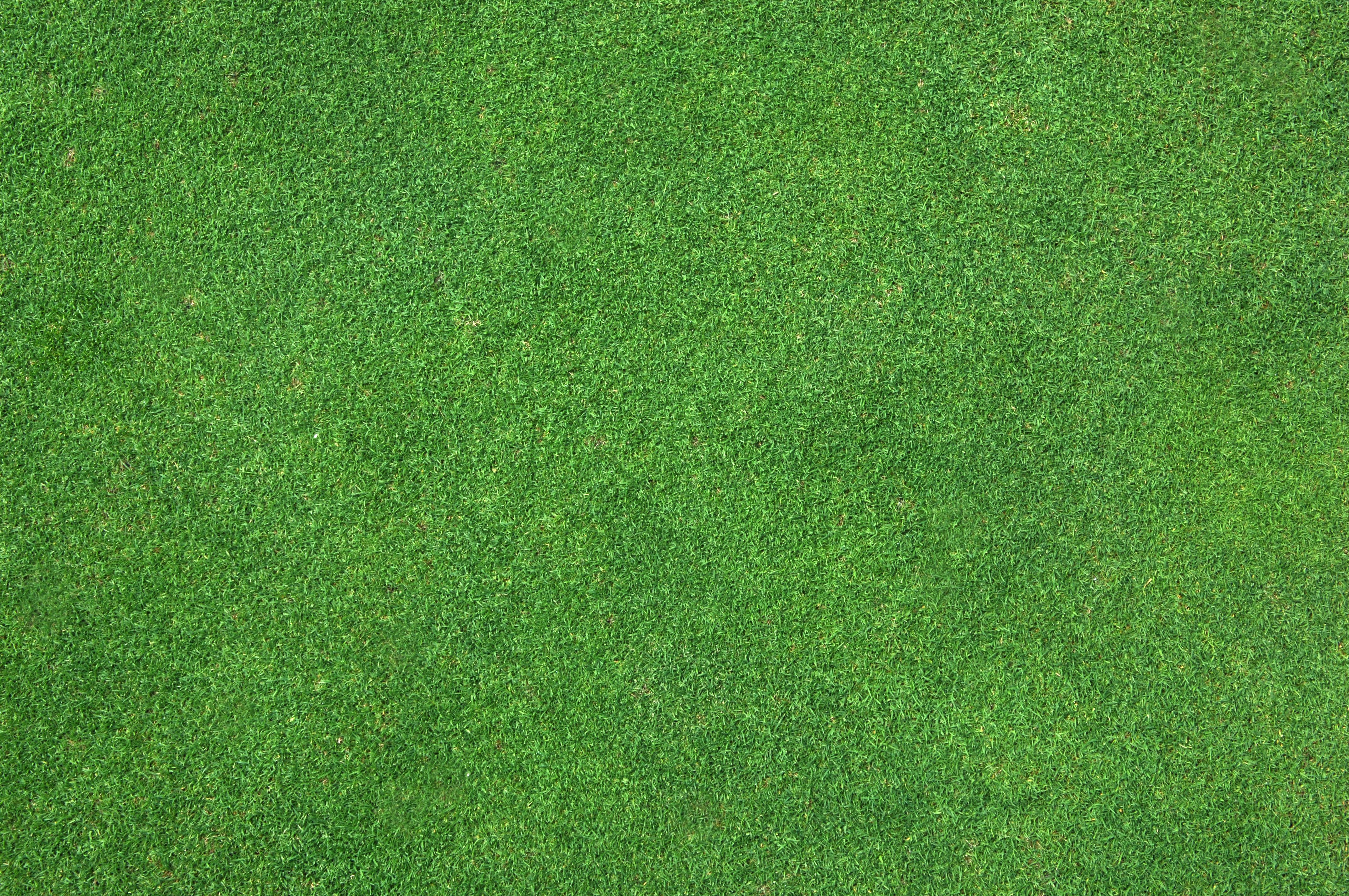short grass