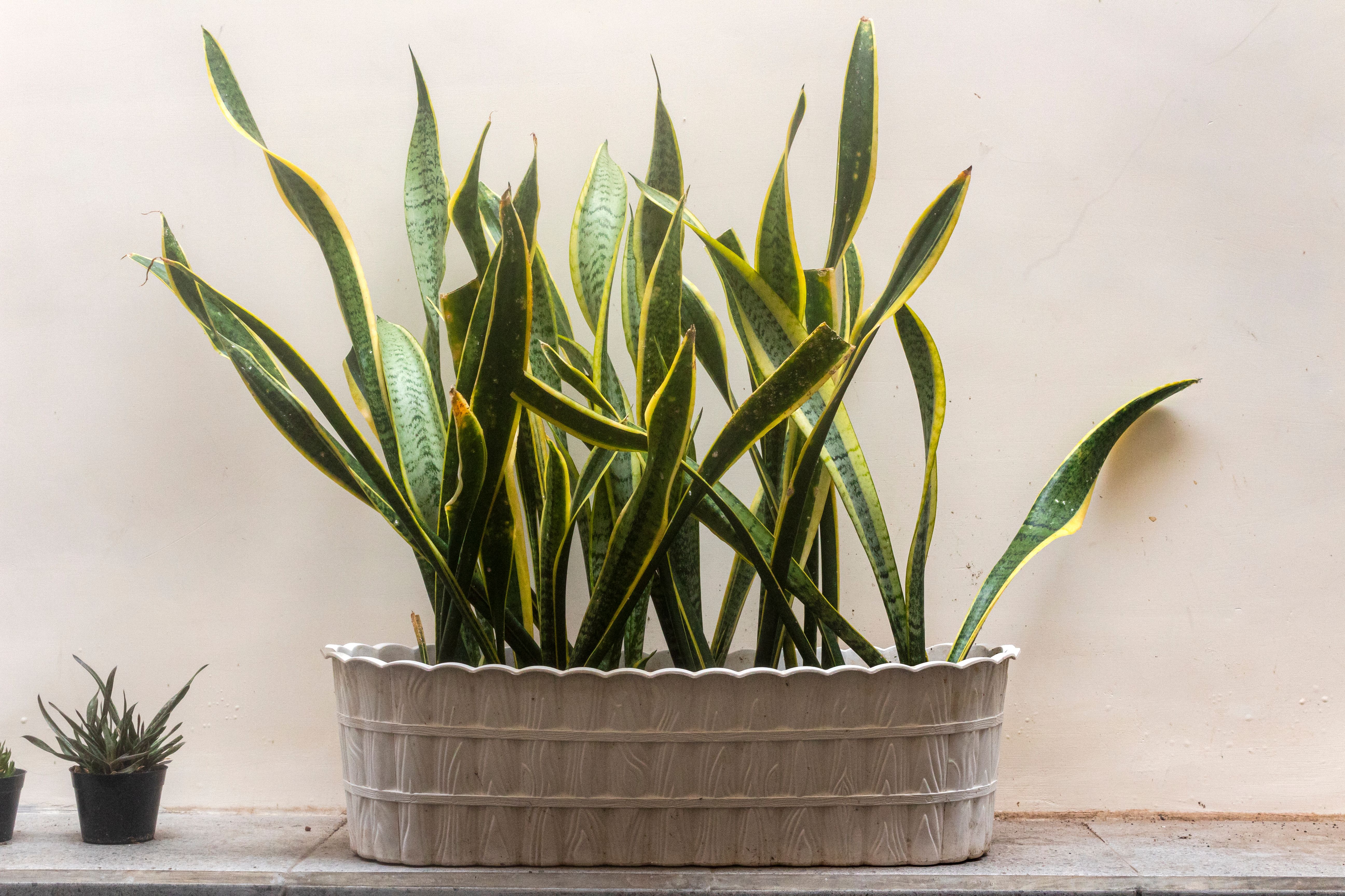 Sansevieria plant or Snake Plant or Lidah Mertua in plastic pot again white bakcground. Sansevieria plant or Snake Plant or Lidah Mertua in plastic pot again white bakcground.