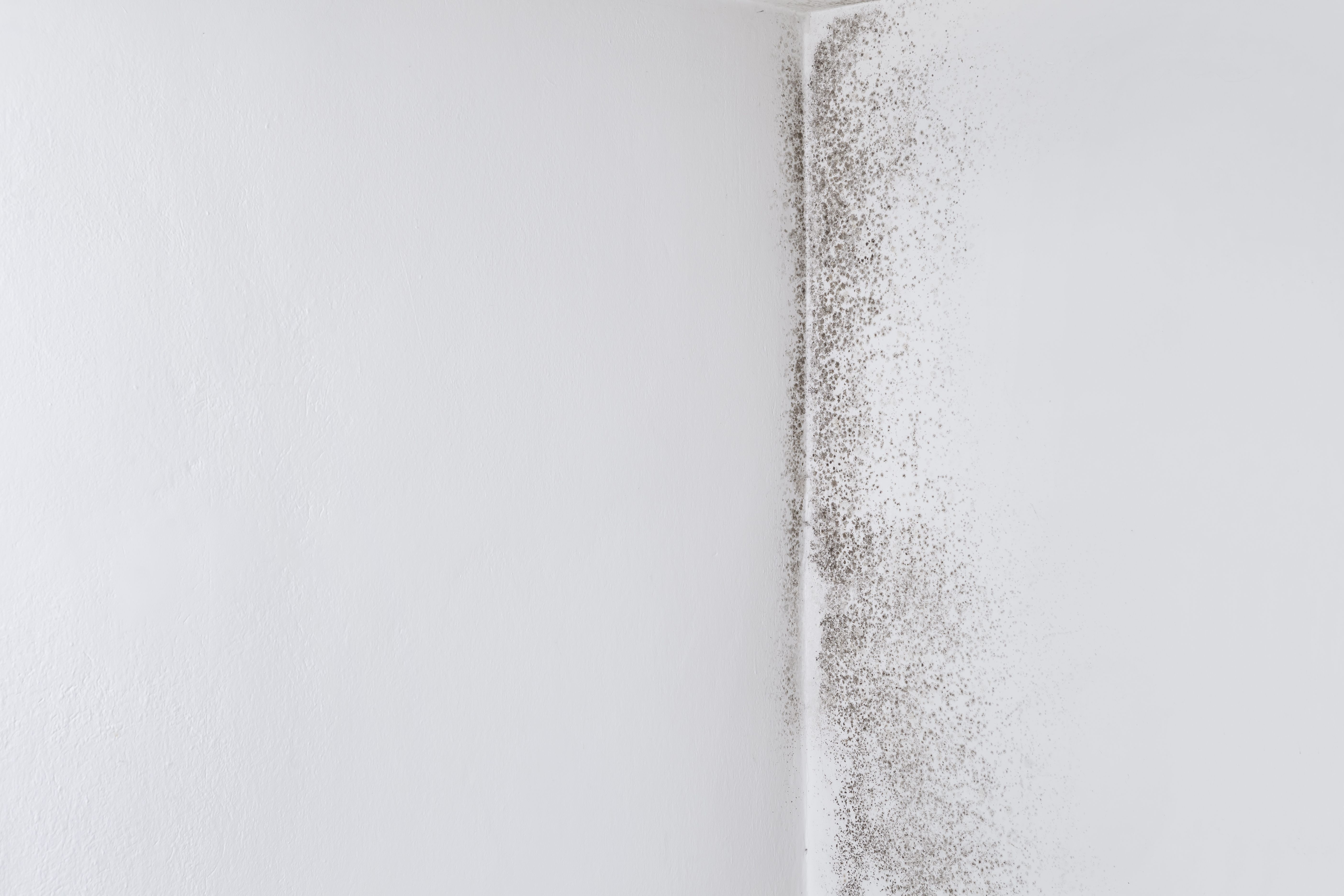 mold resistant paint