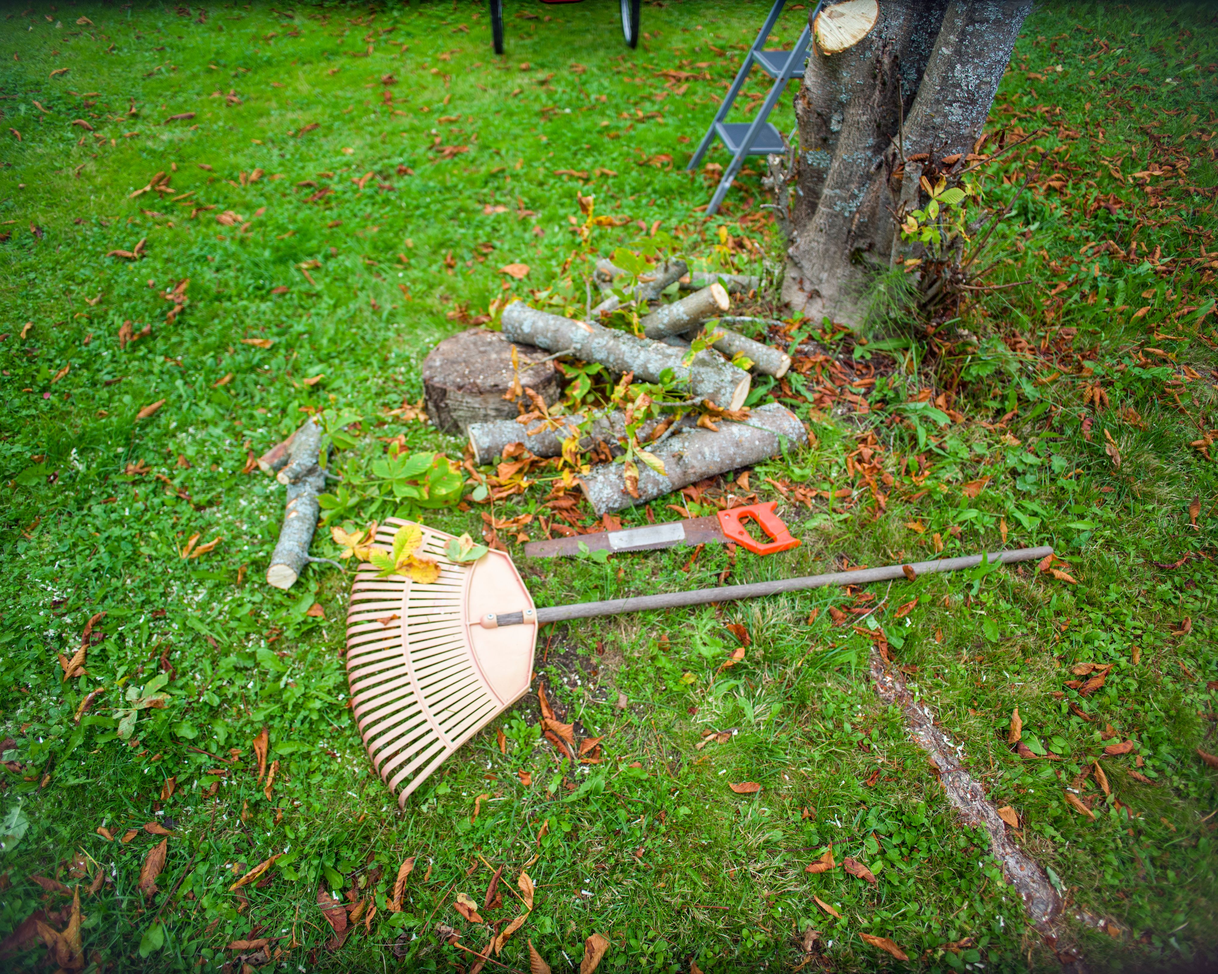 tree care tools