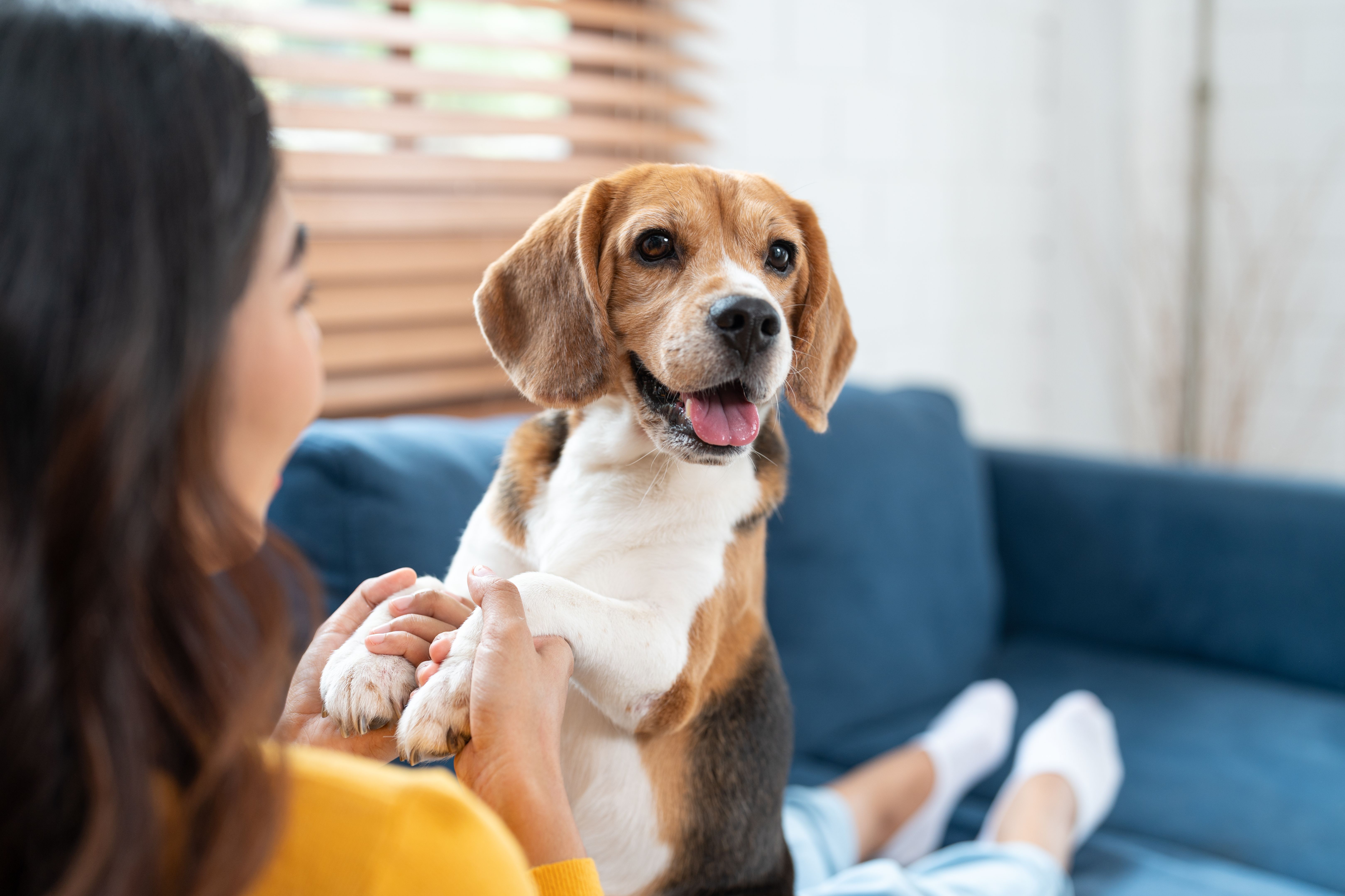 happy pets owners