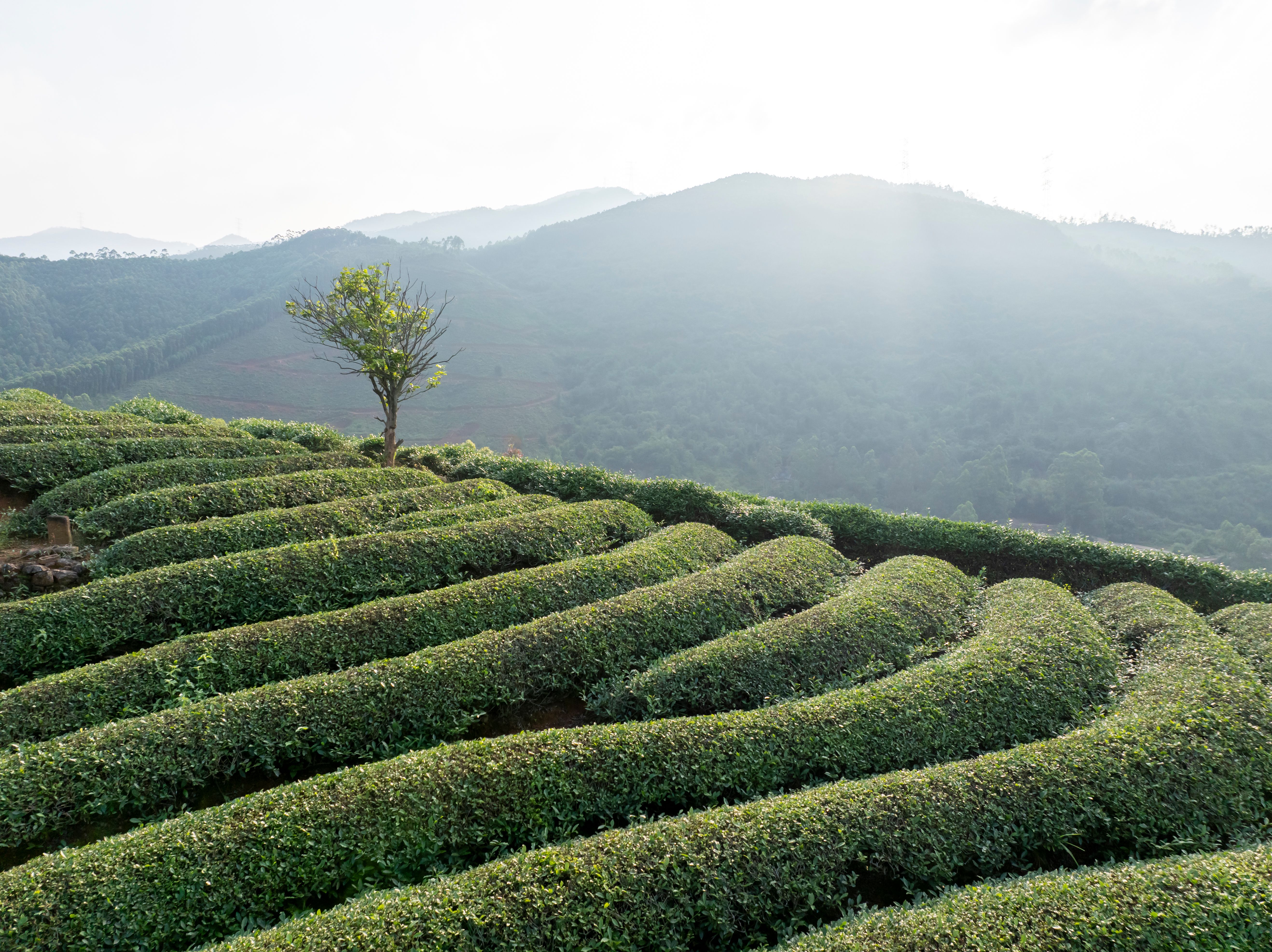 outdoor tea garden