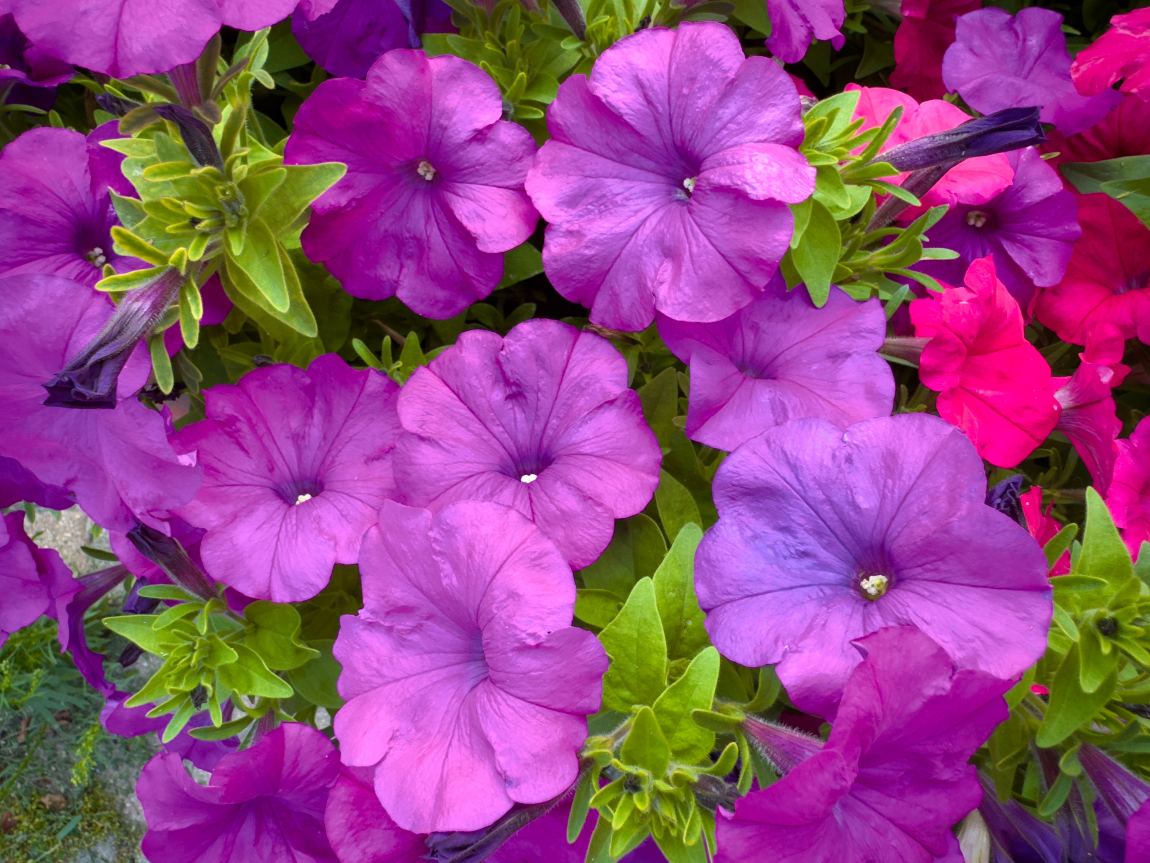 raised bed gardening