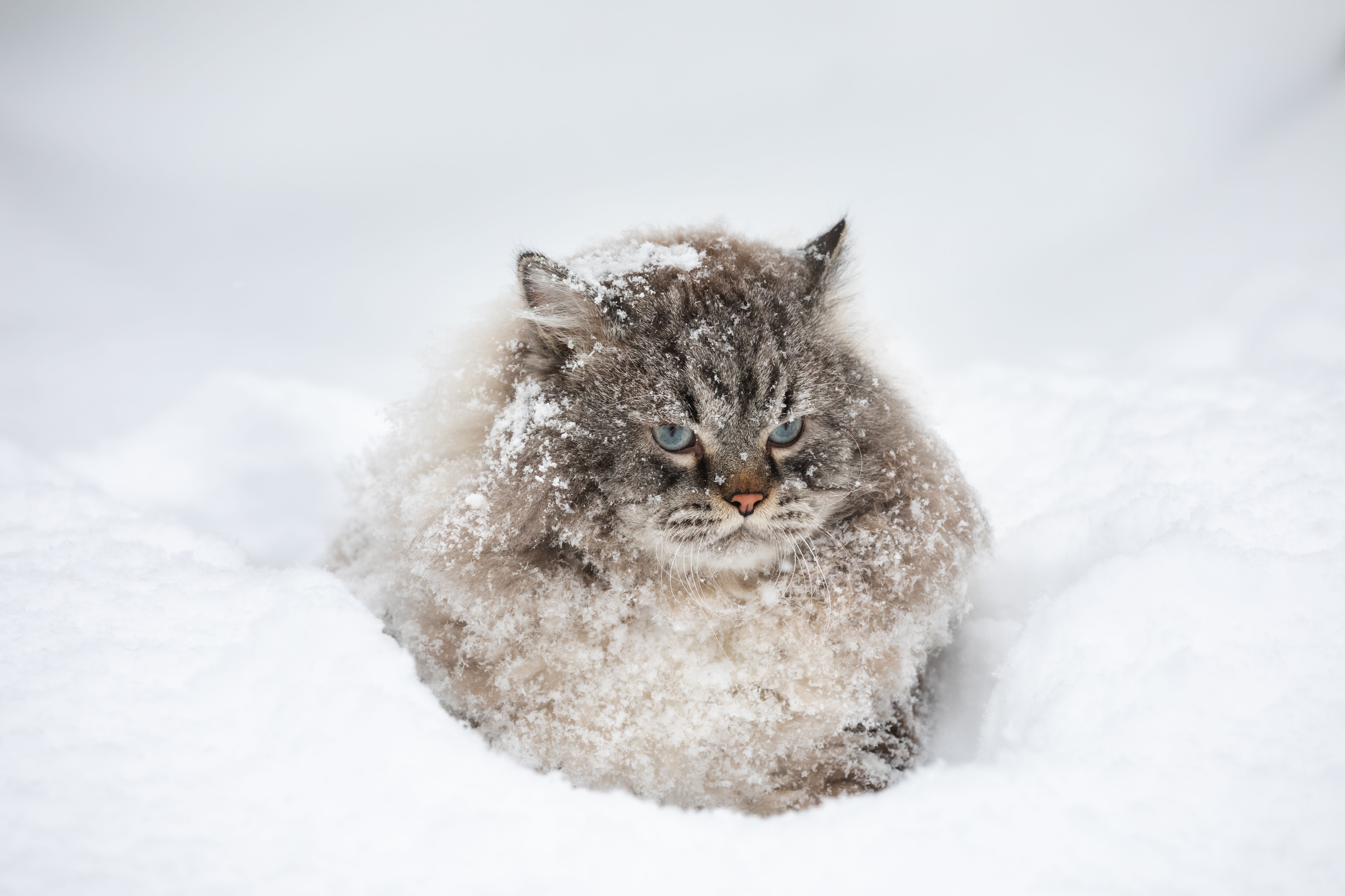 Neva Masquerade colorpoint Siberian cat in snow