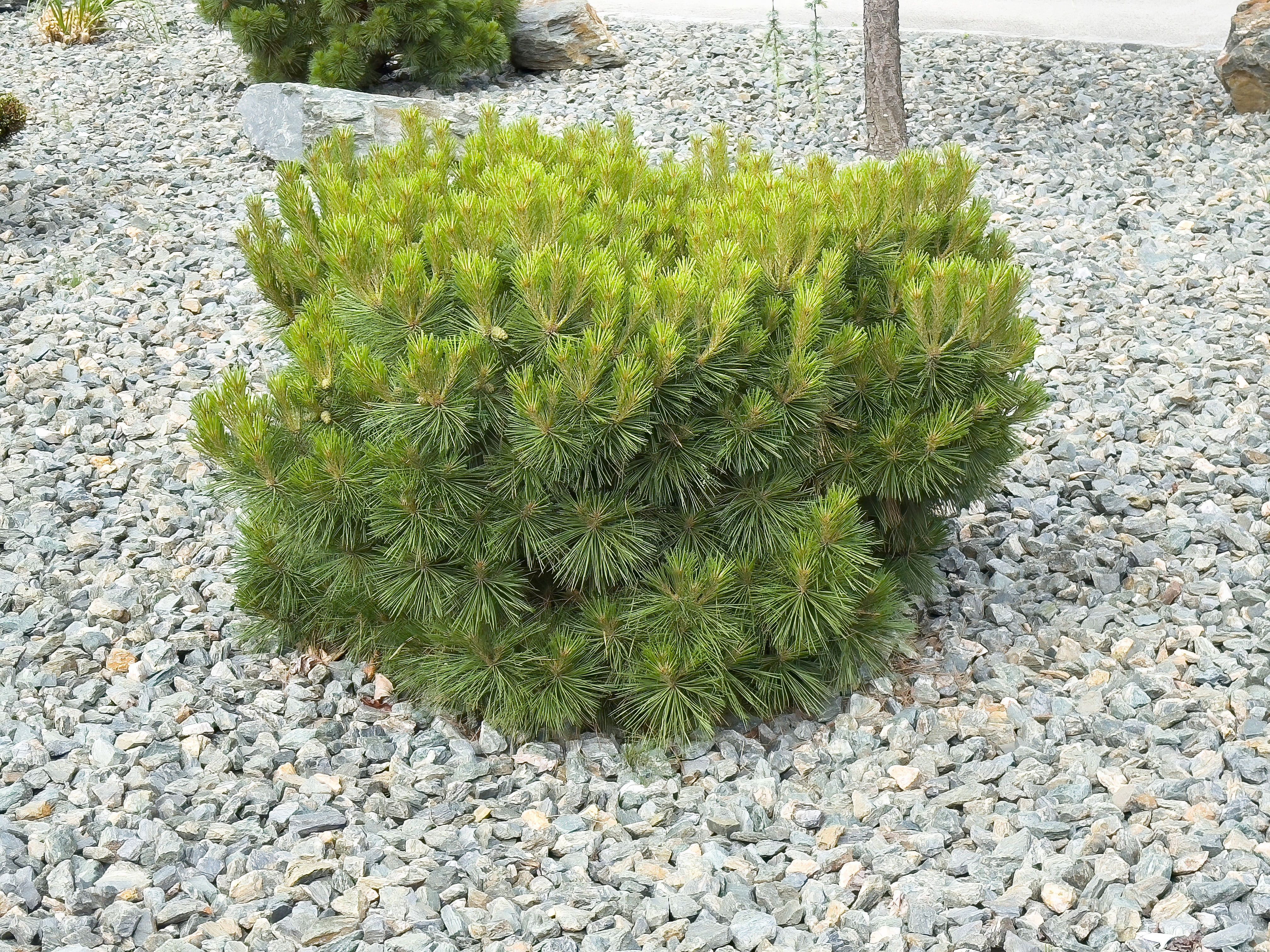 shrubs rocky garden