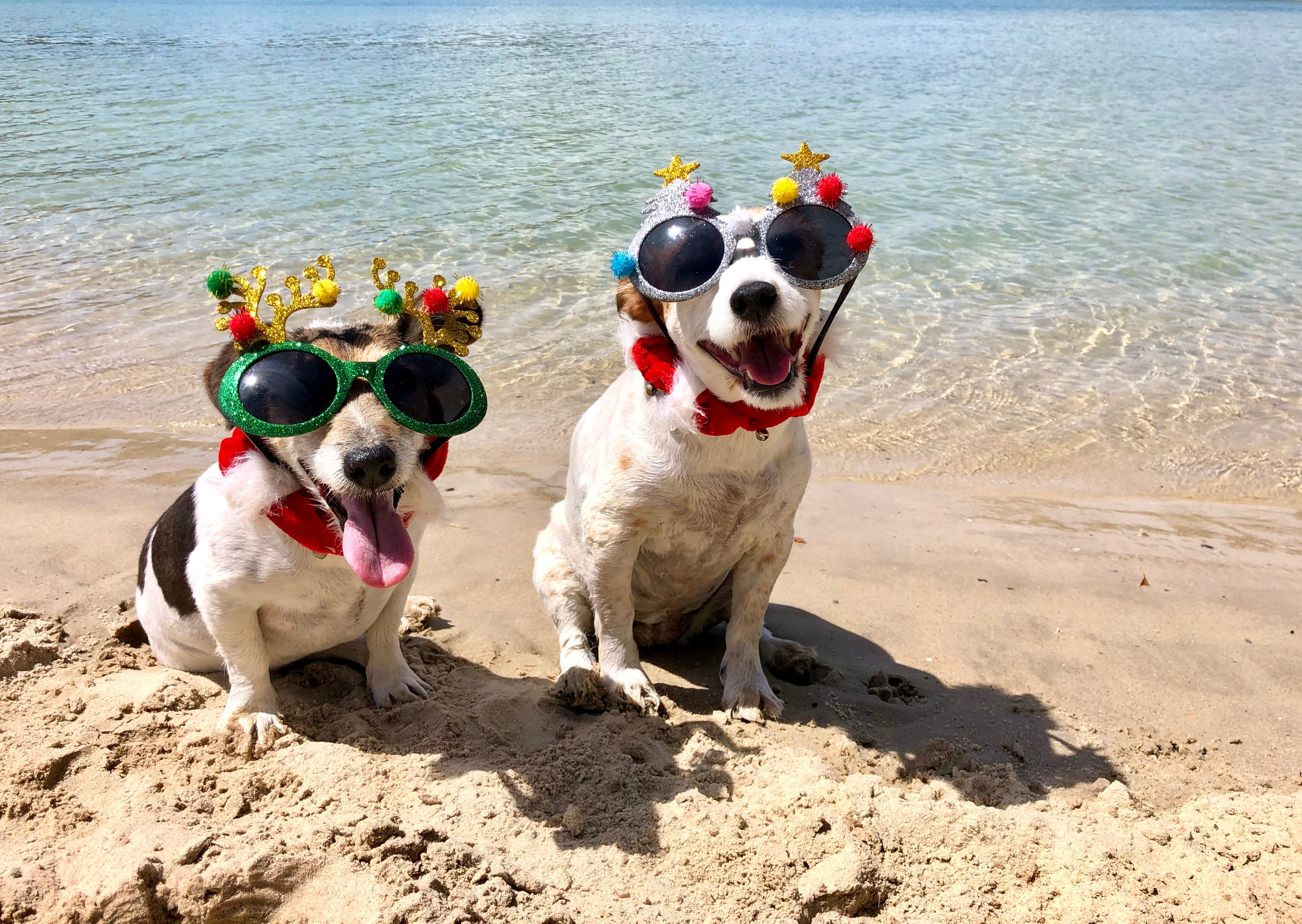 gold coast pet grooming