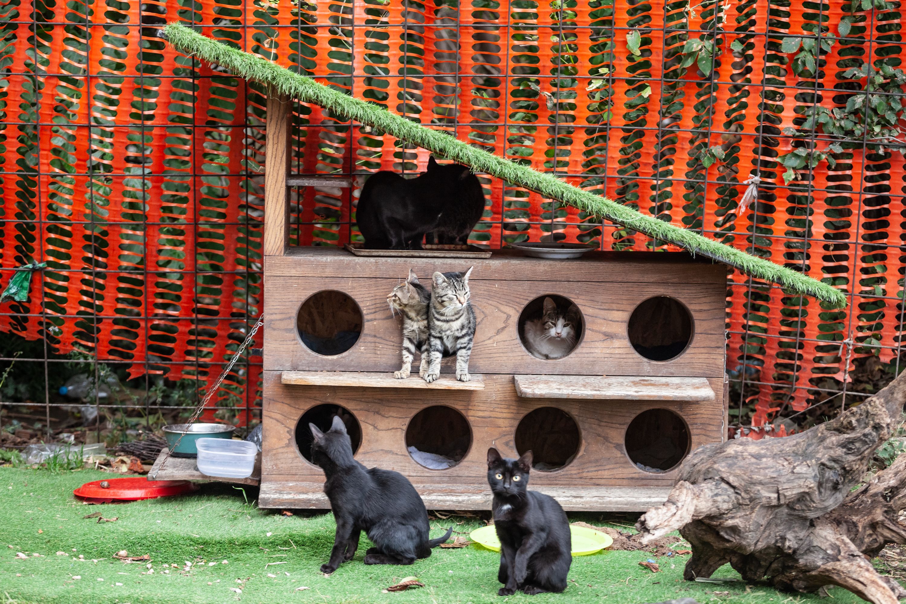Panorama of a cat house, a cat shelter providing food and help for stray cats in the city center of Belgrade, Serbia, built by association specialized in pet rescue.