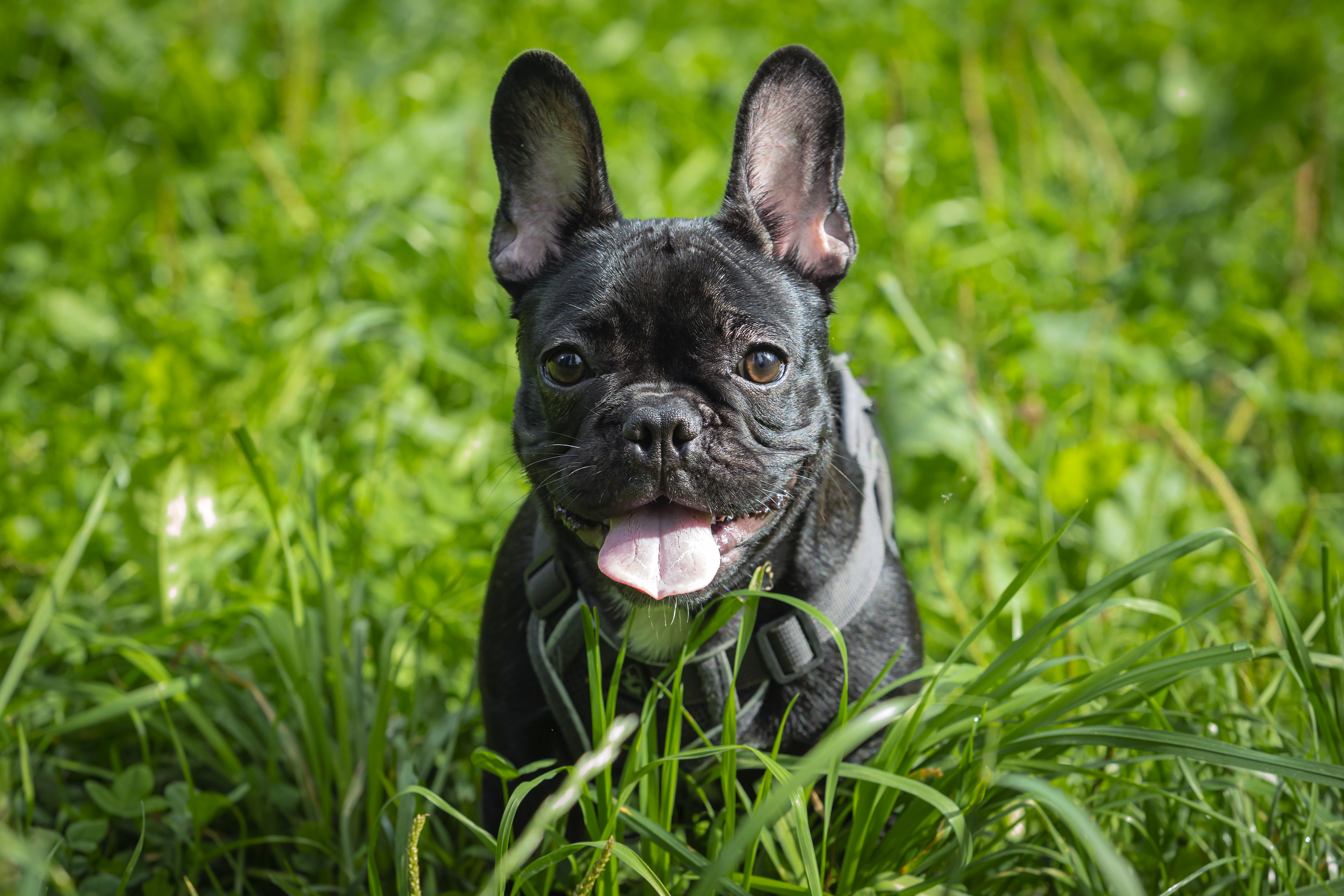 Baby French bulldog is sitting in the grass. Baby French bulldog is sitting in the grass.