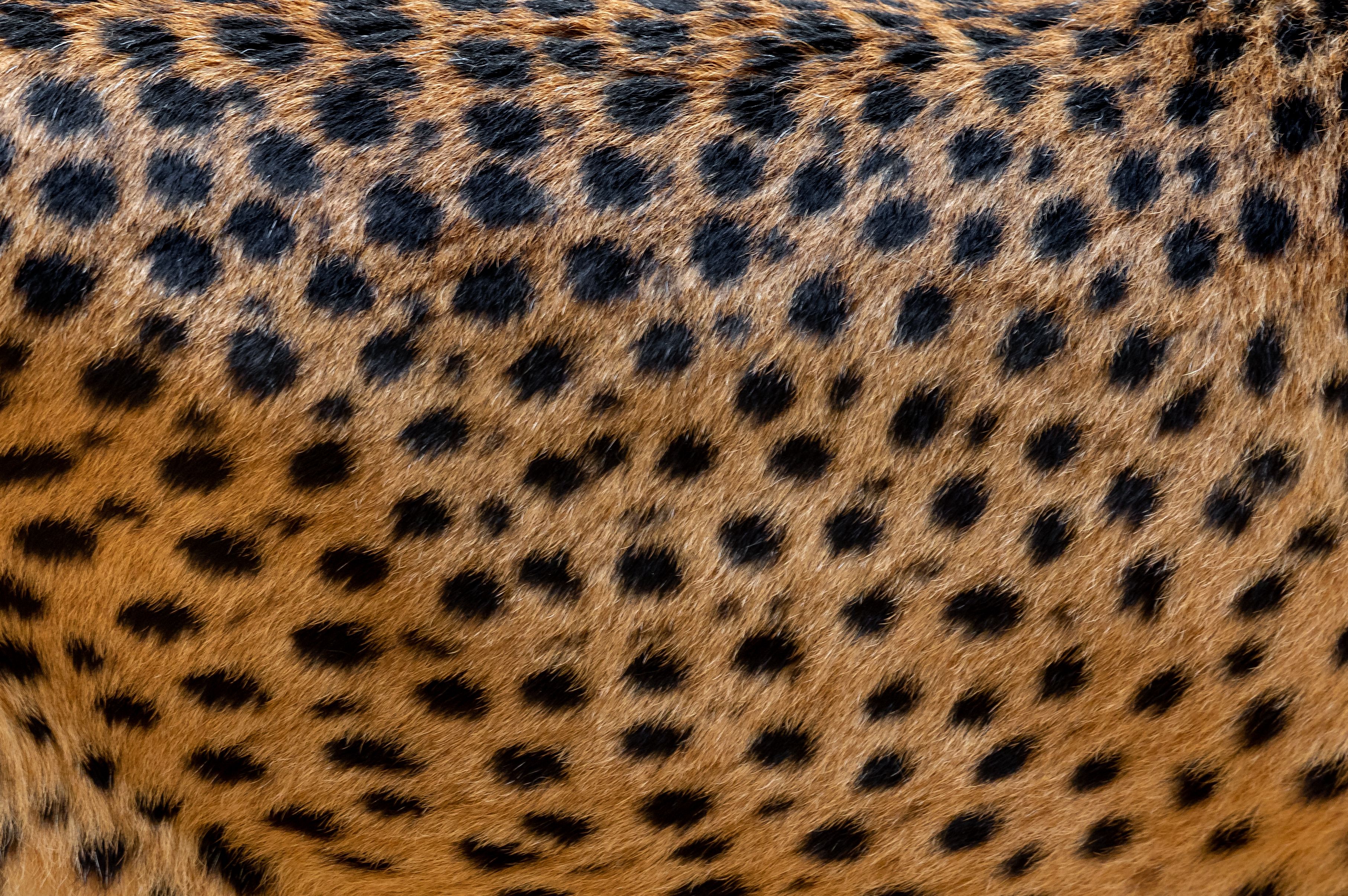 Coat of a cheetah