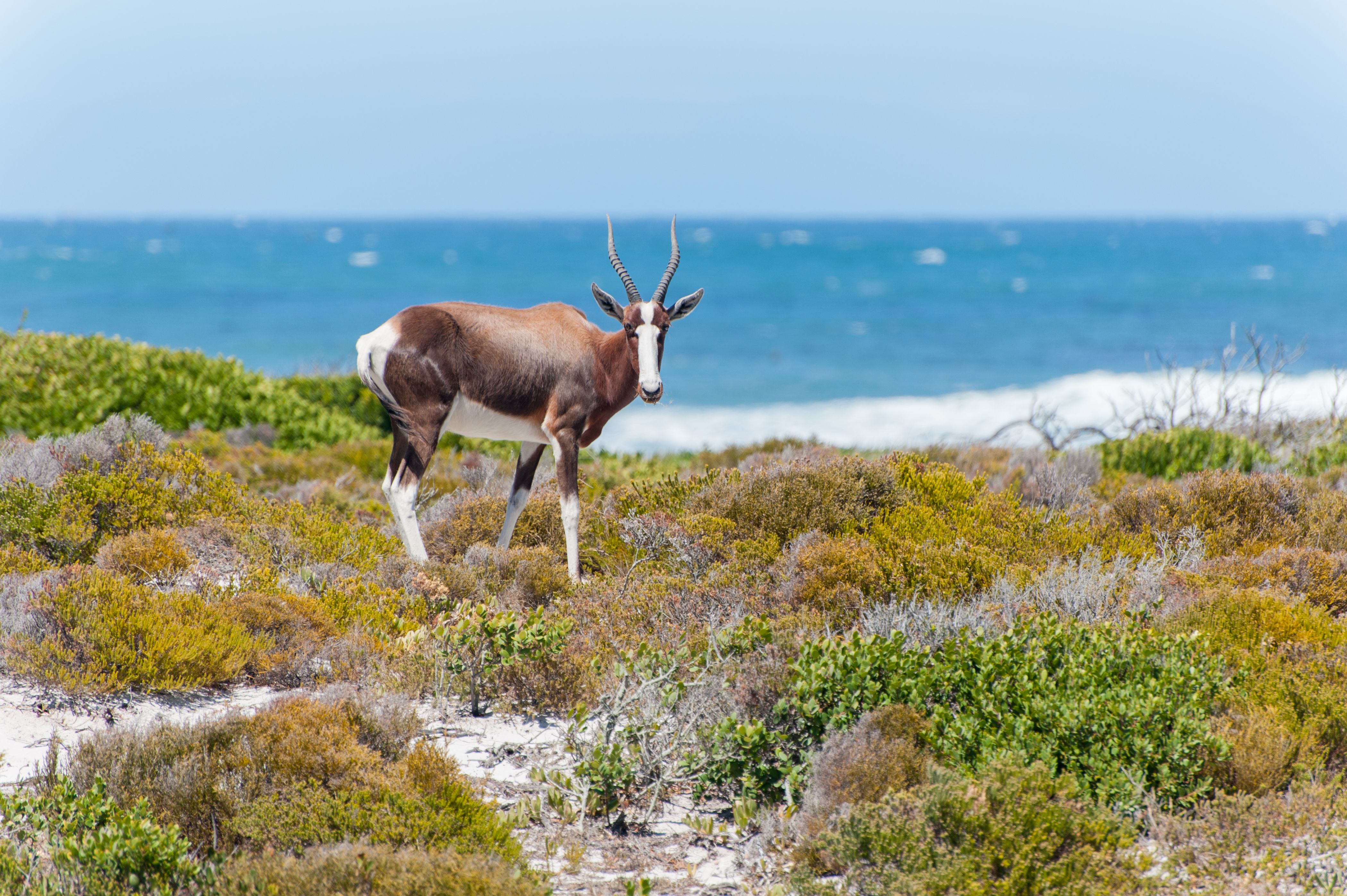 cape point reserve