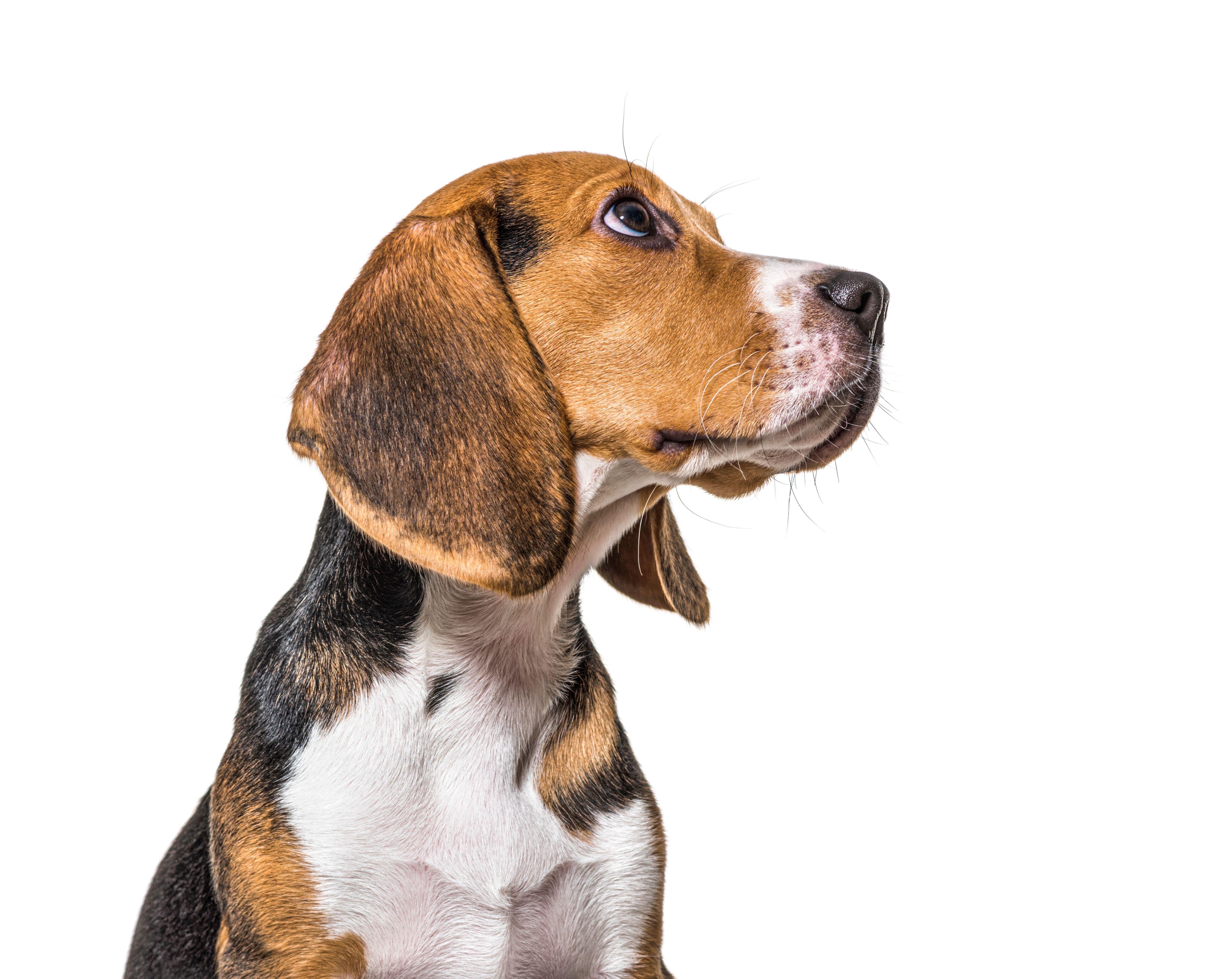puppy profile