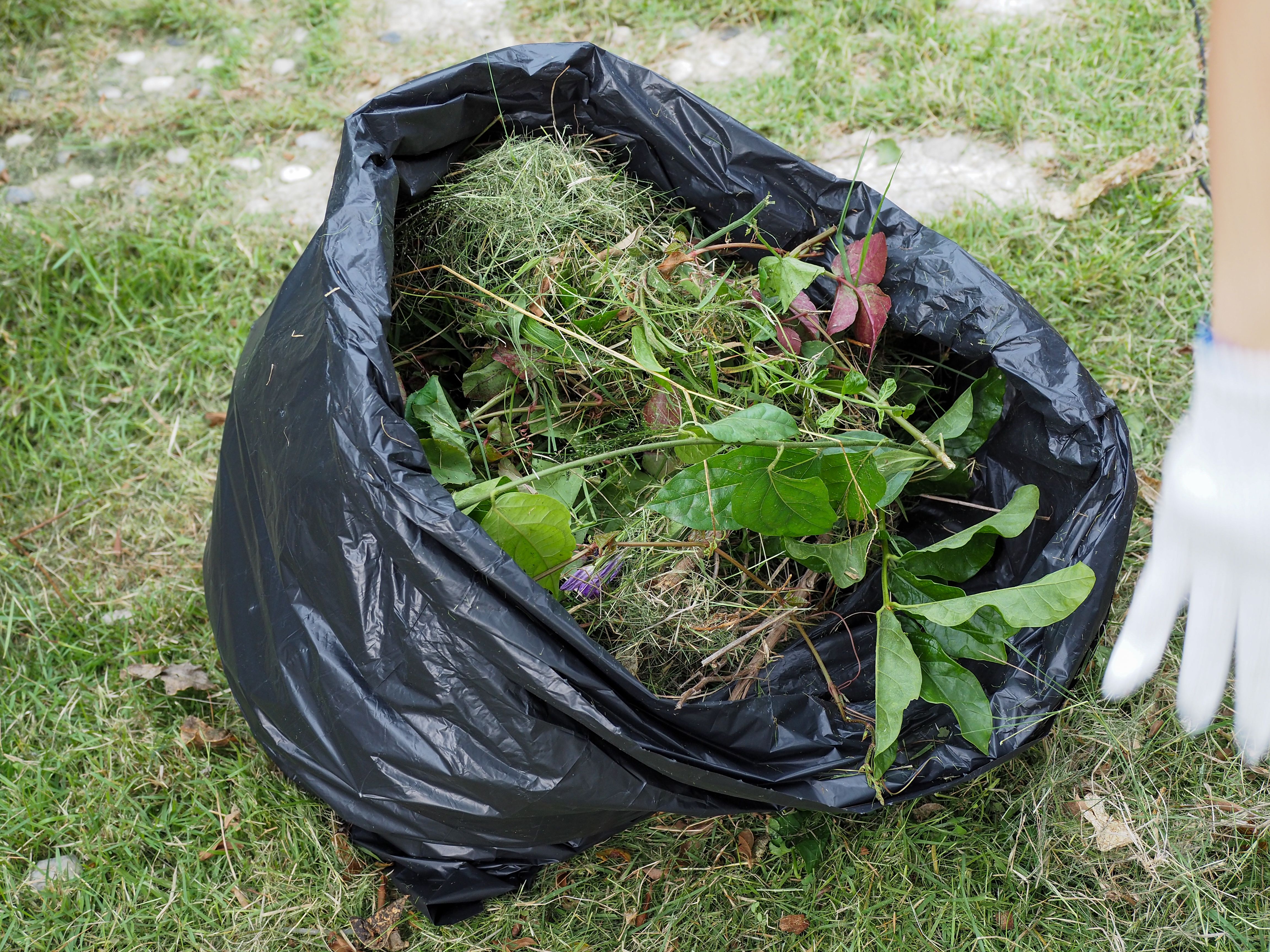 yard cleaning service