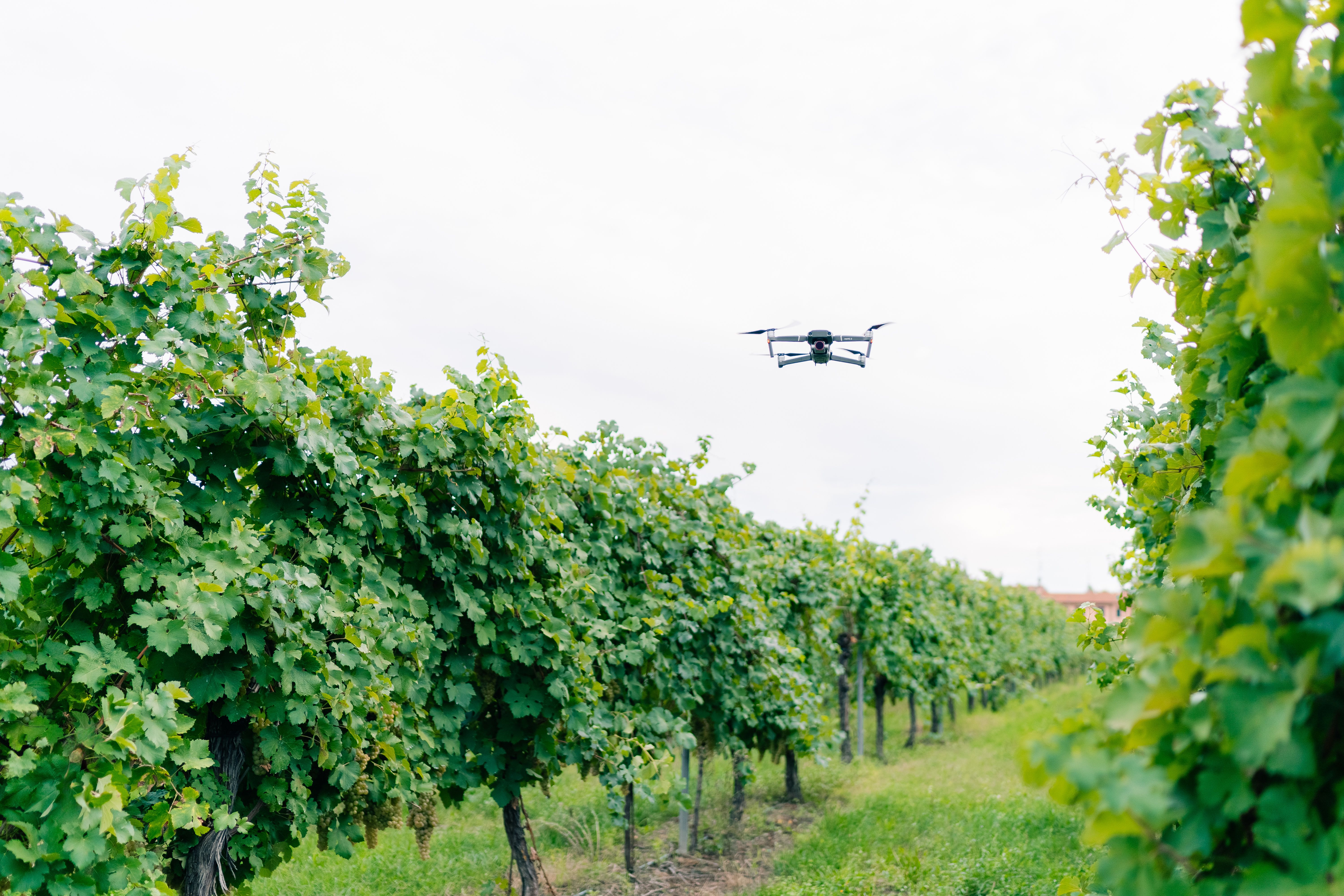Drone at the vineyard, ripe Chardonnay grapes hanging on vine at the time of grape harvest