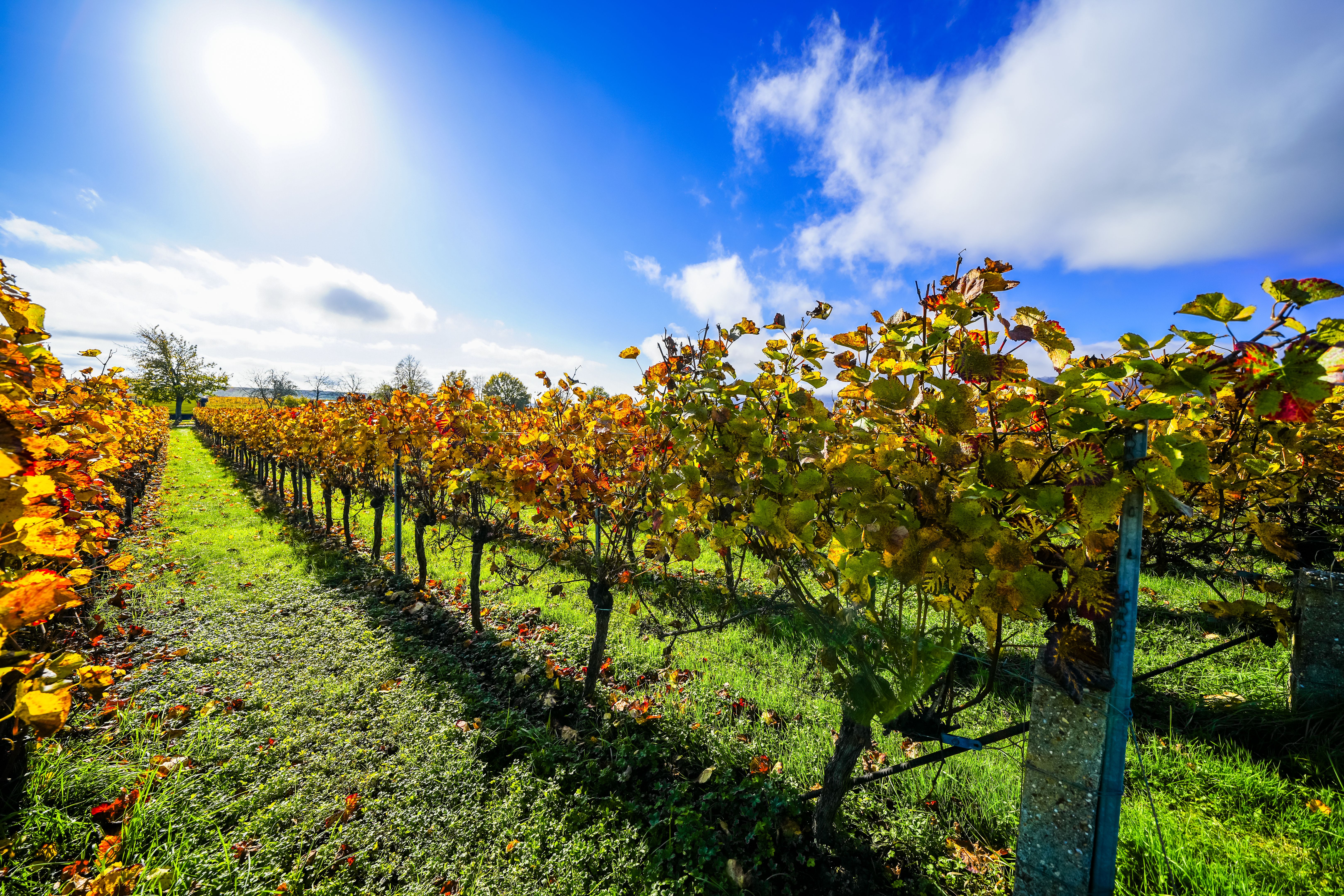 vineyard pfalz
