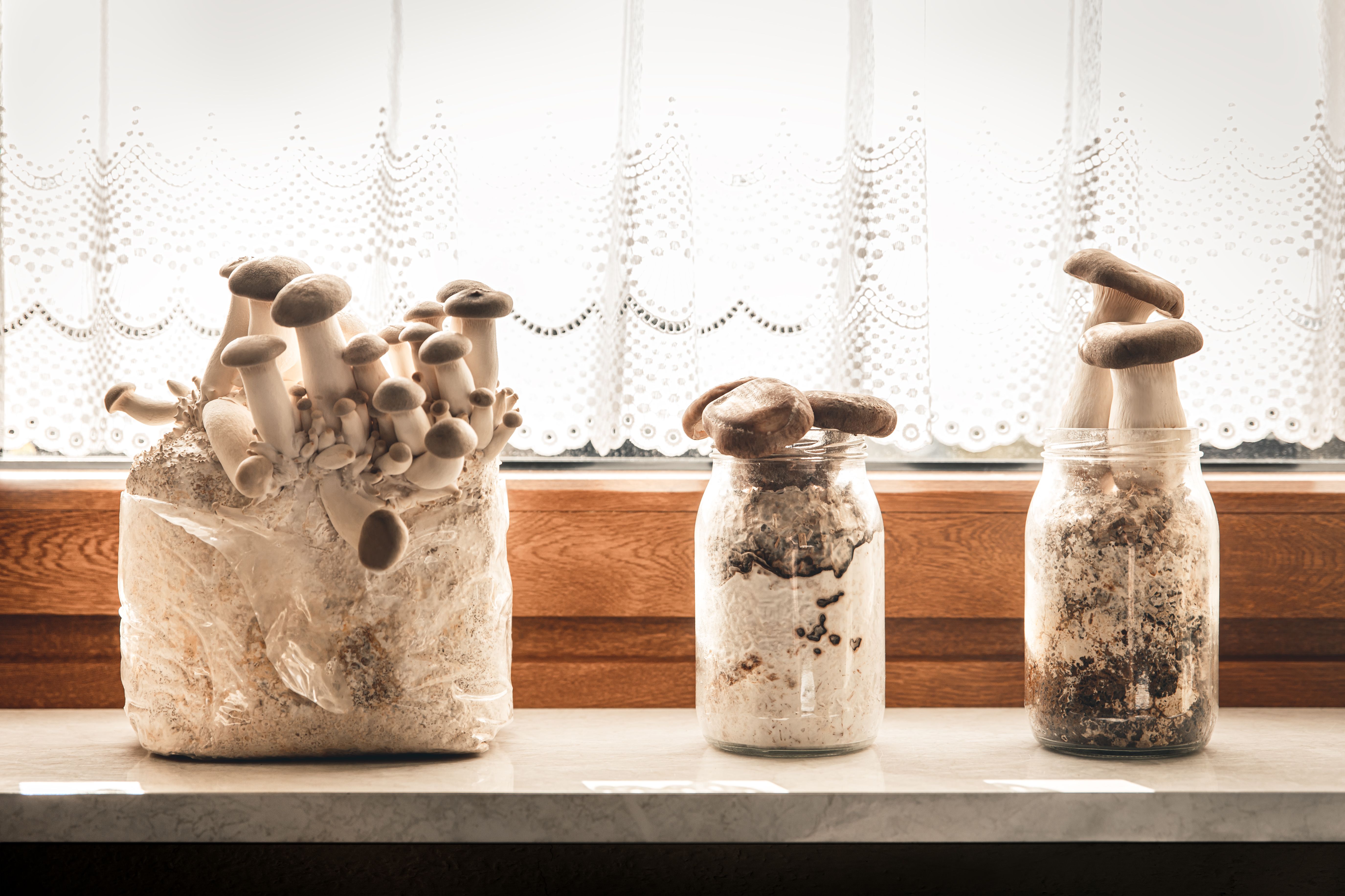 mushroom growing kit