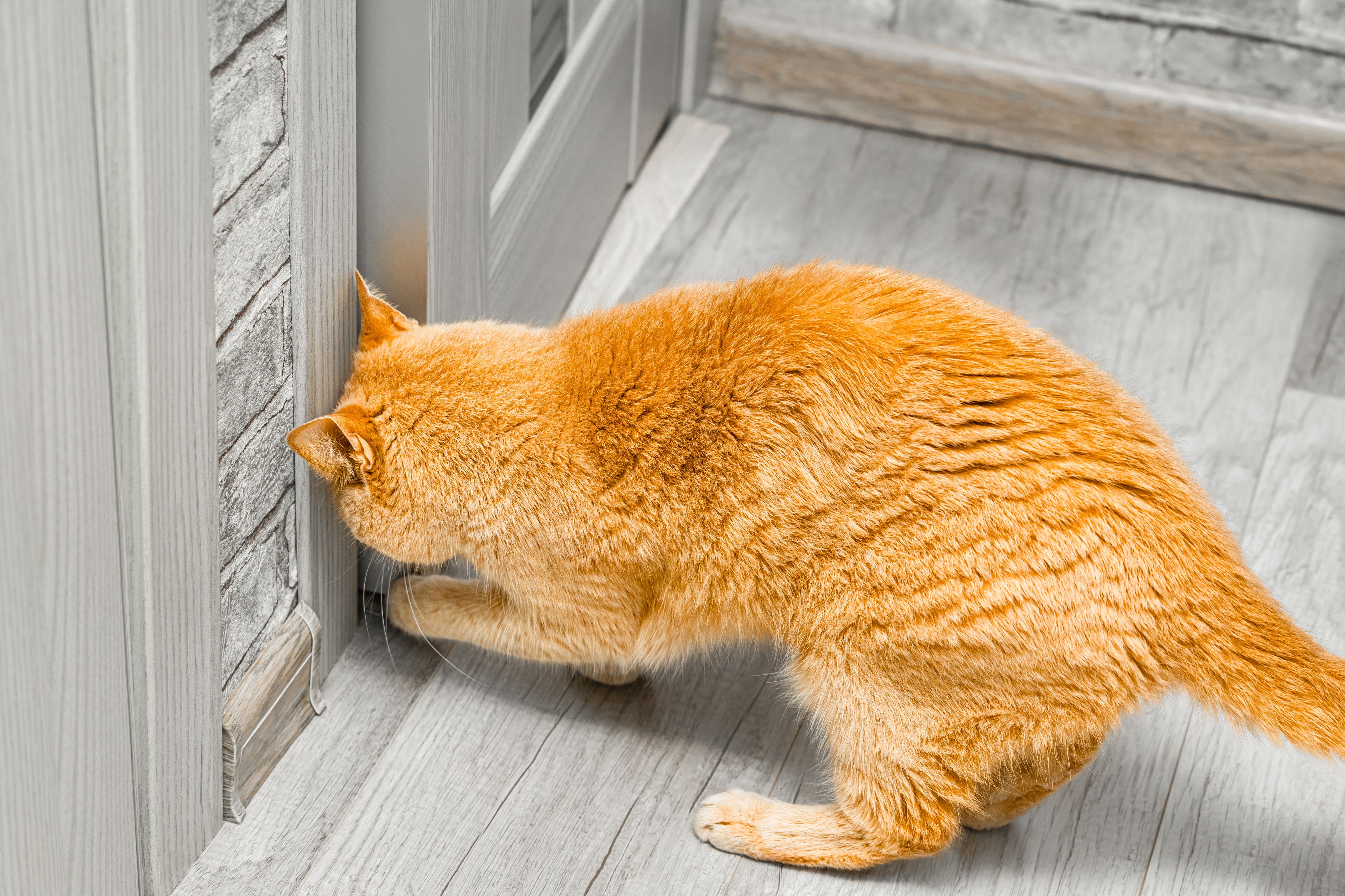 ginger cat tries to open the door ginger cat tries to open the door