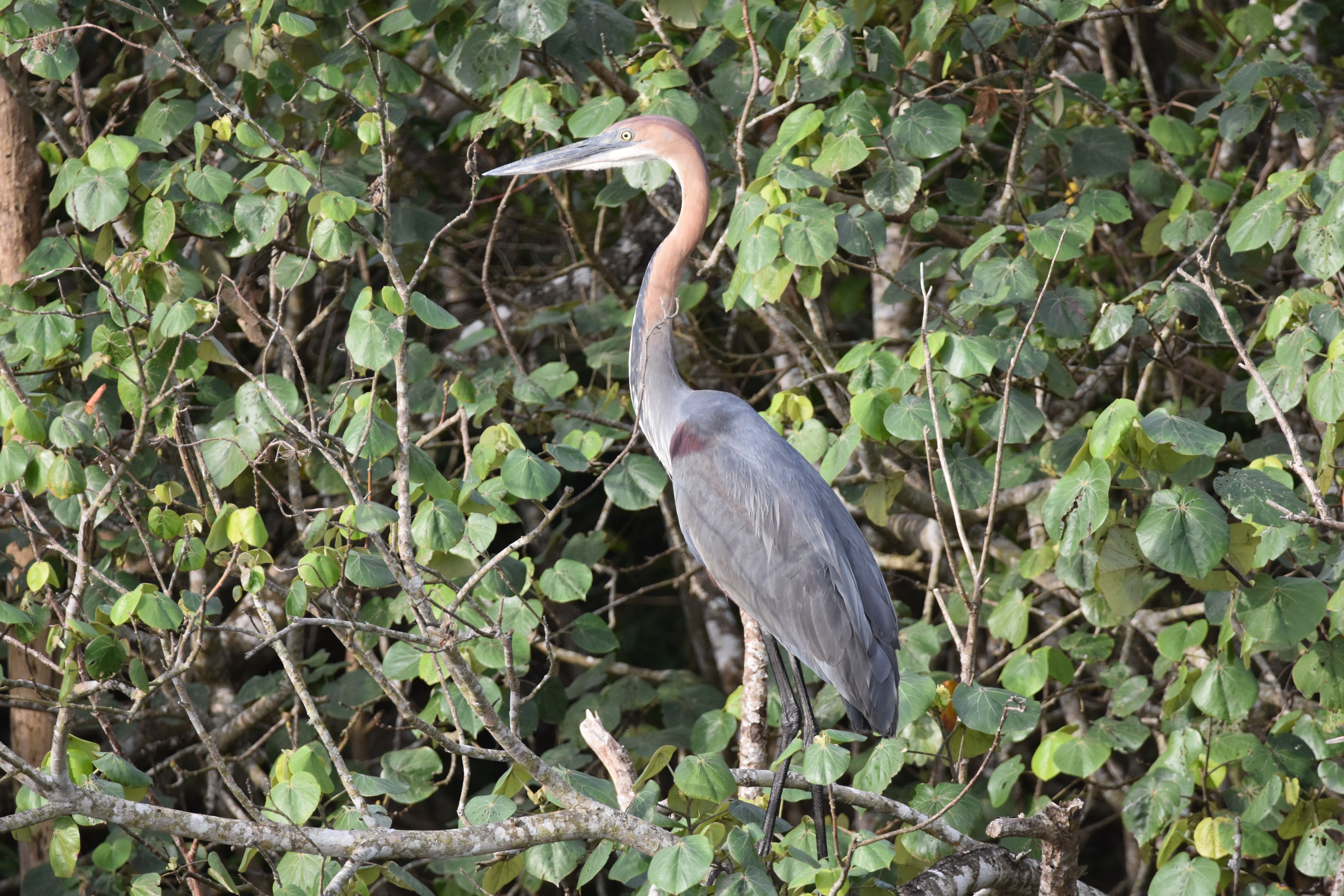 tortuguero canal