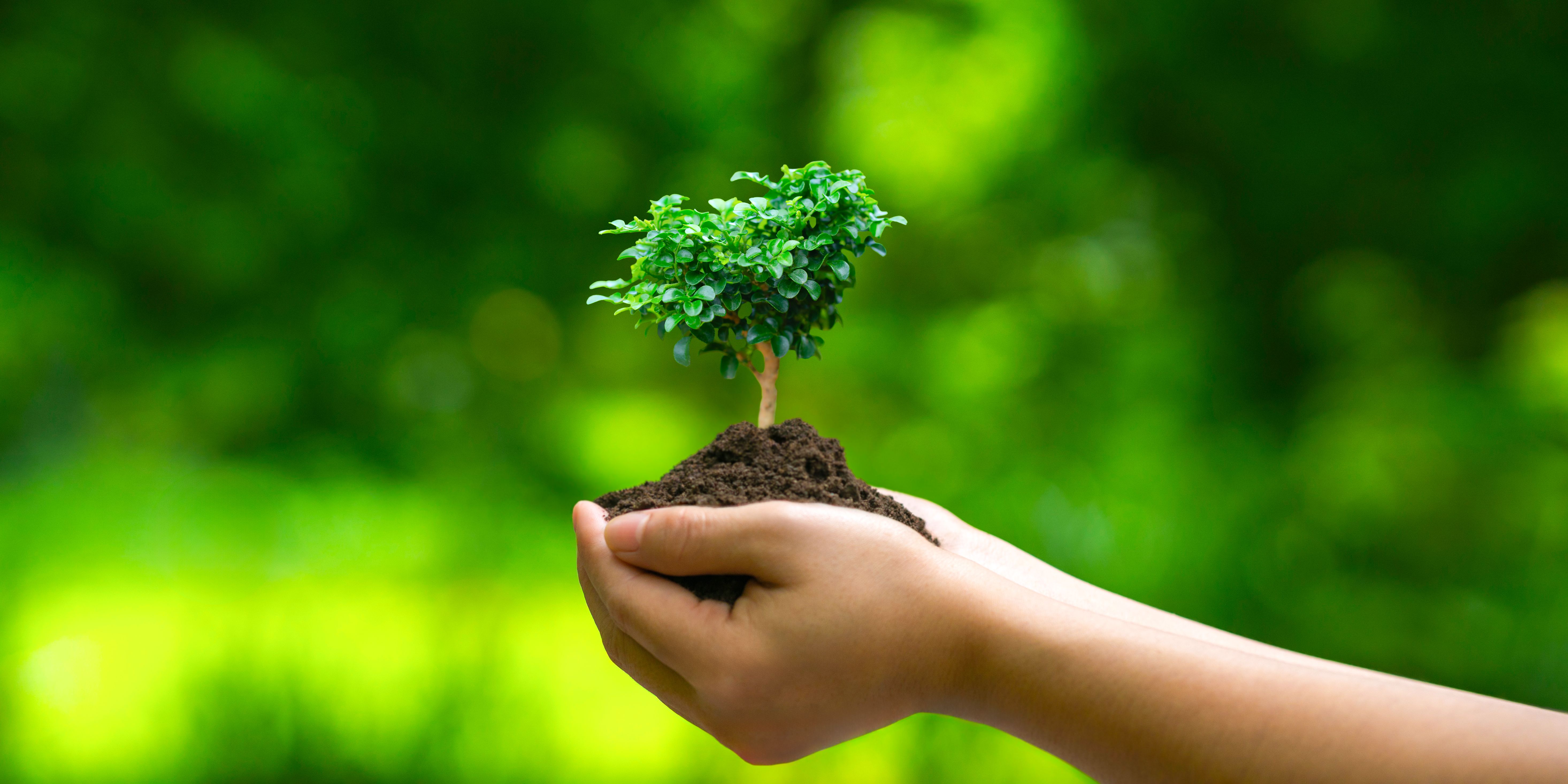 sustainable tree care