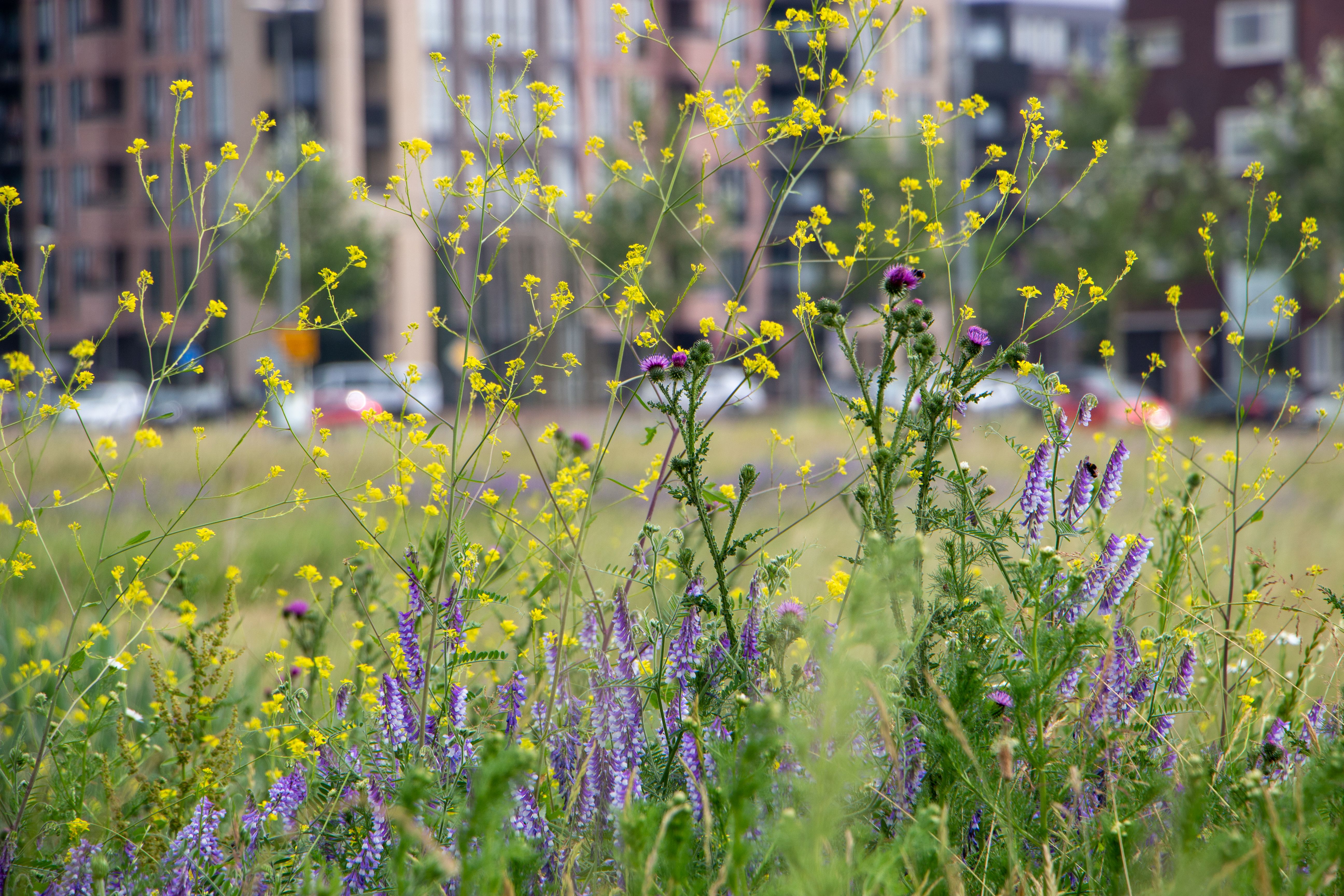 urban biodiversity
