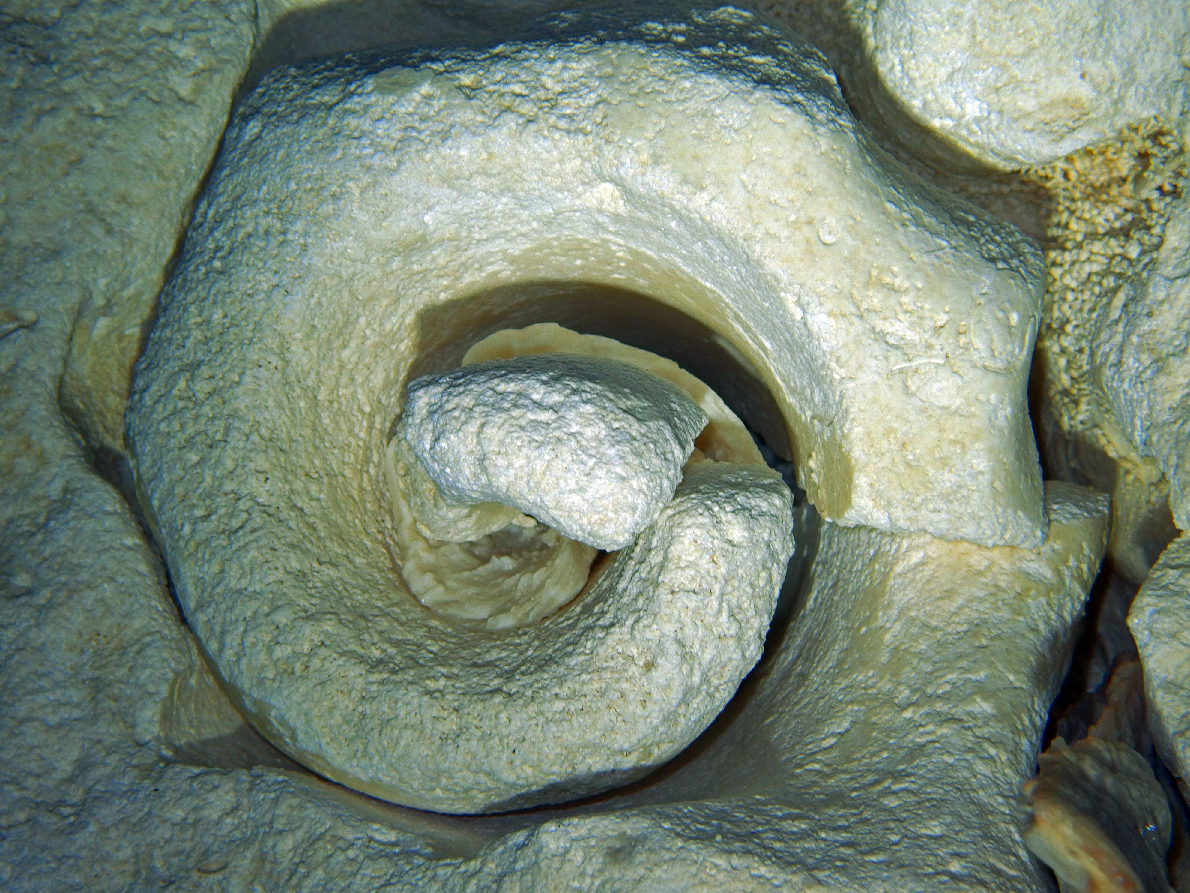 scuba diving fossils