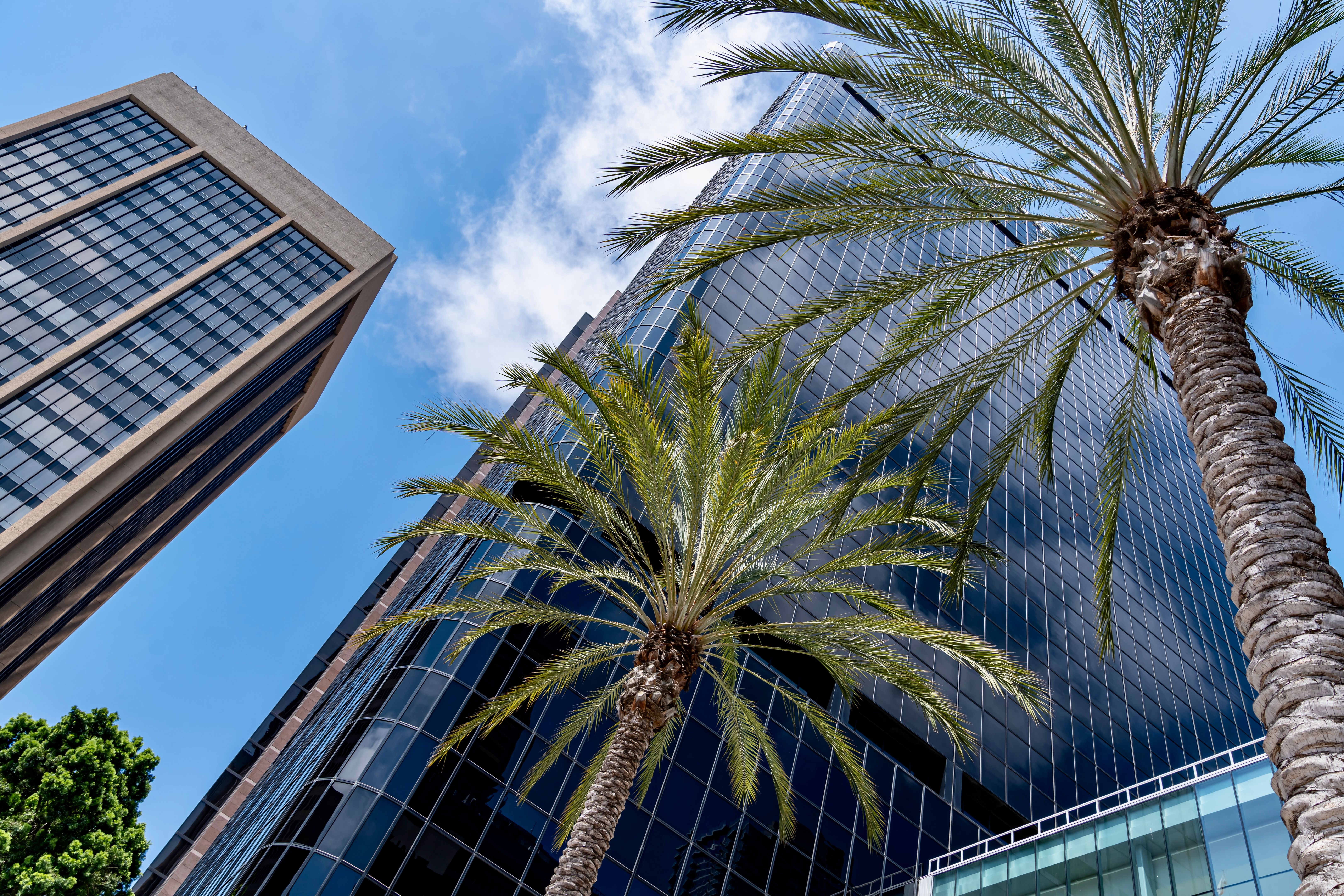 Skyscrapers and Palm Trees