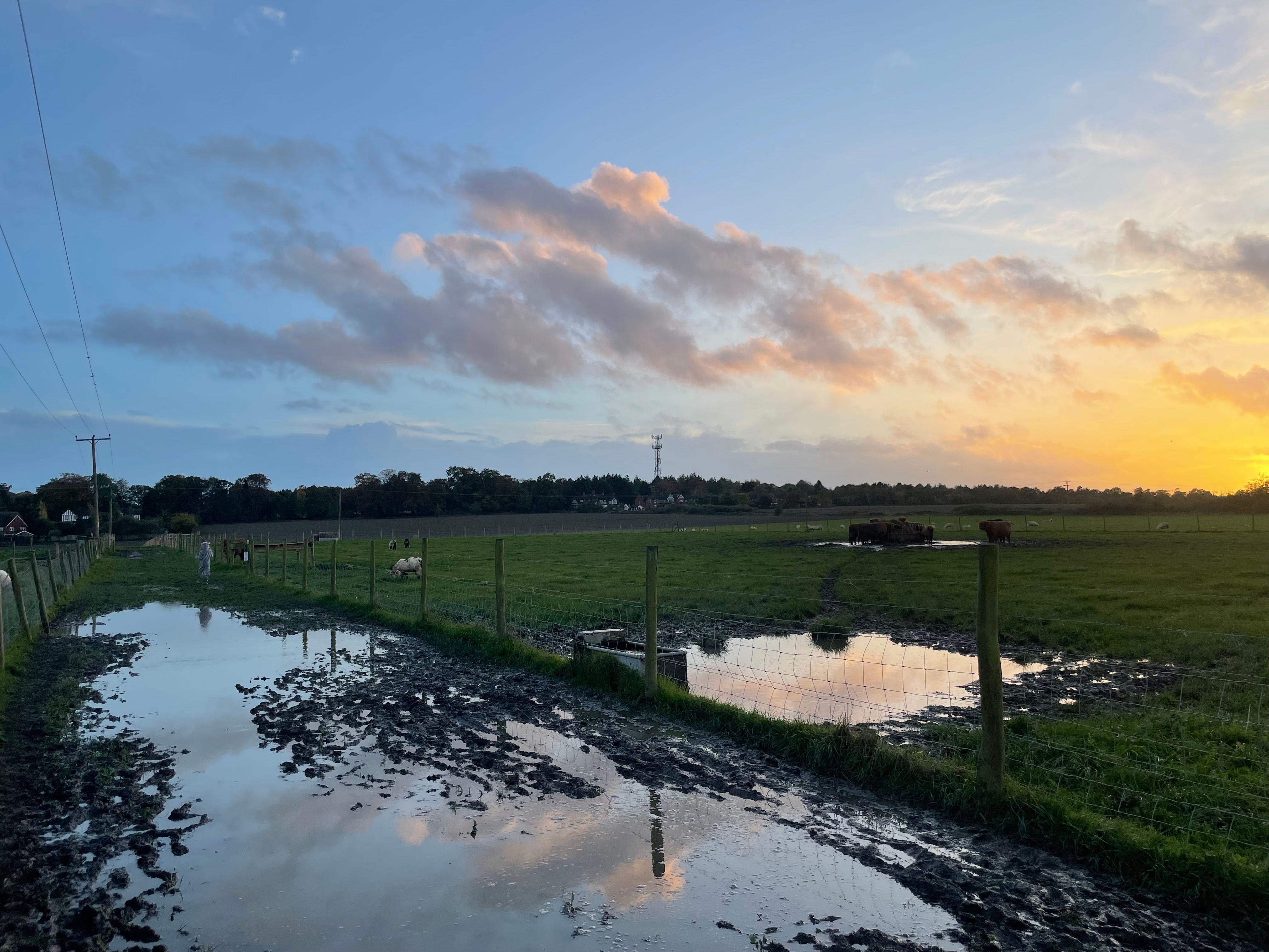 highland cattle health