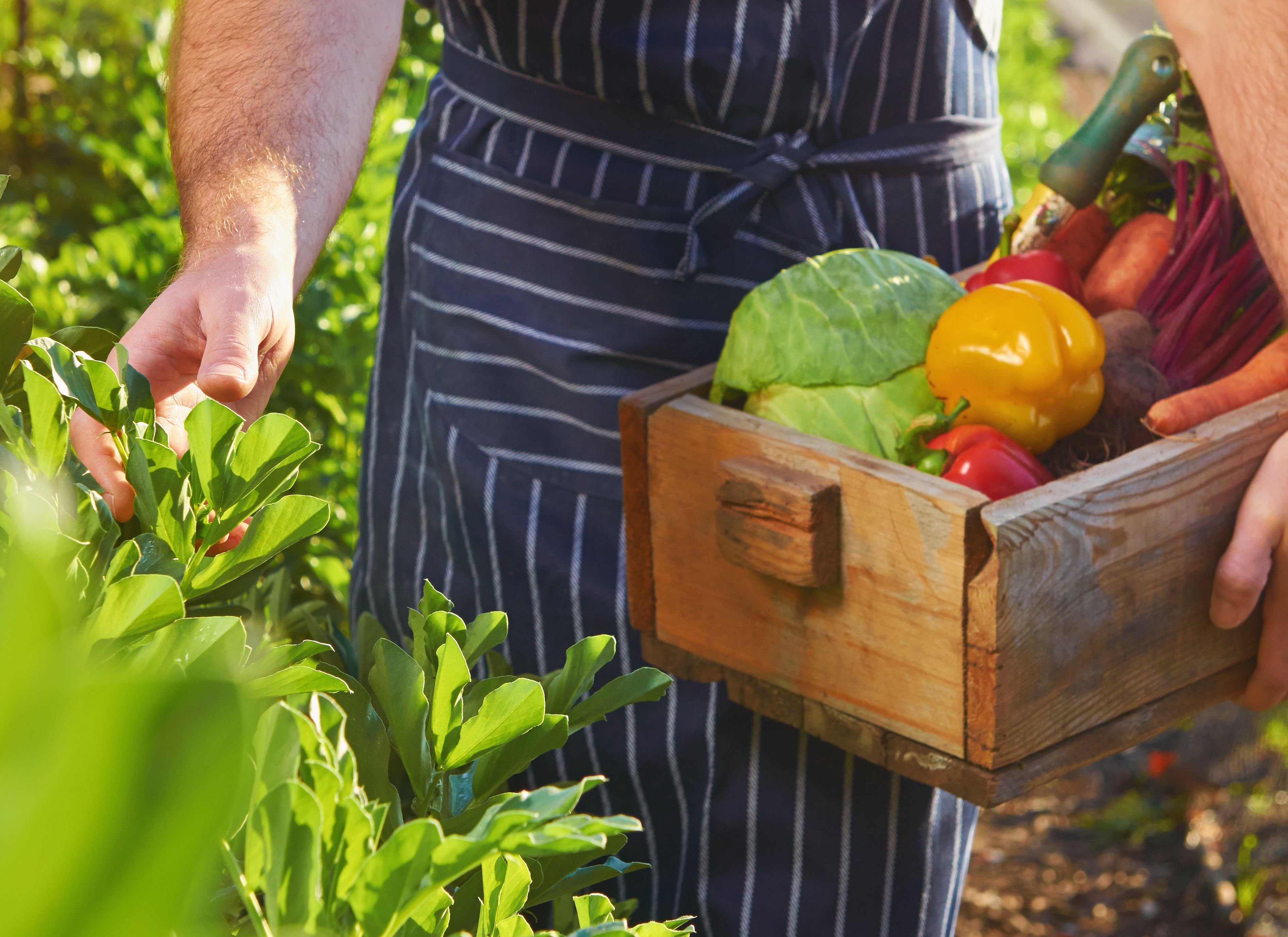 chef farm