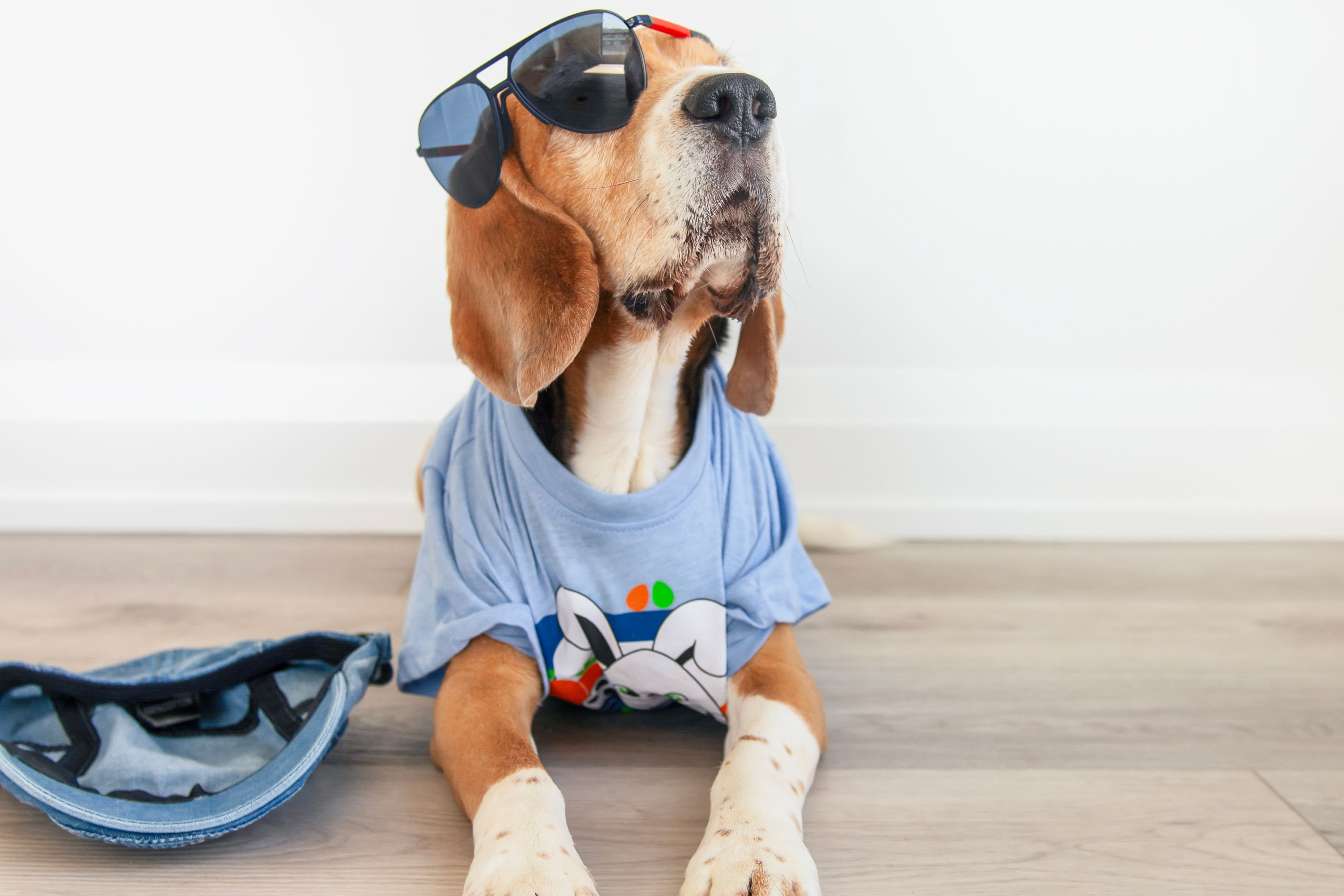 eco-friendly dog fashion