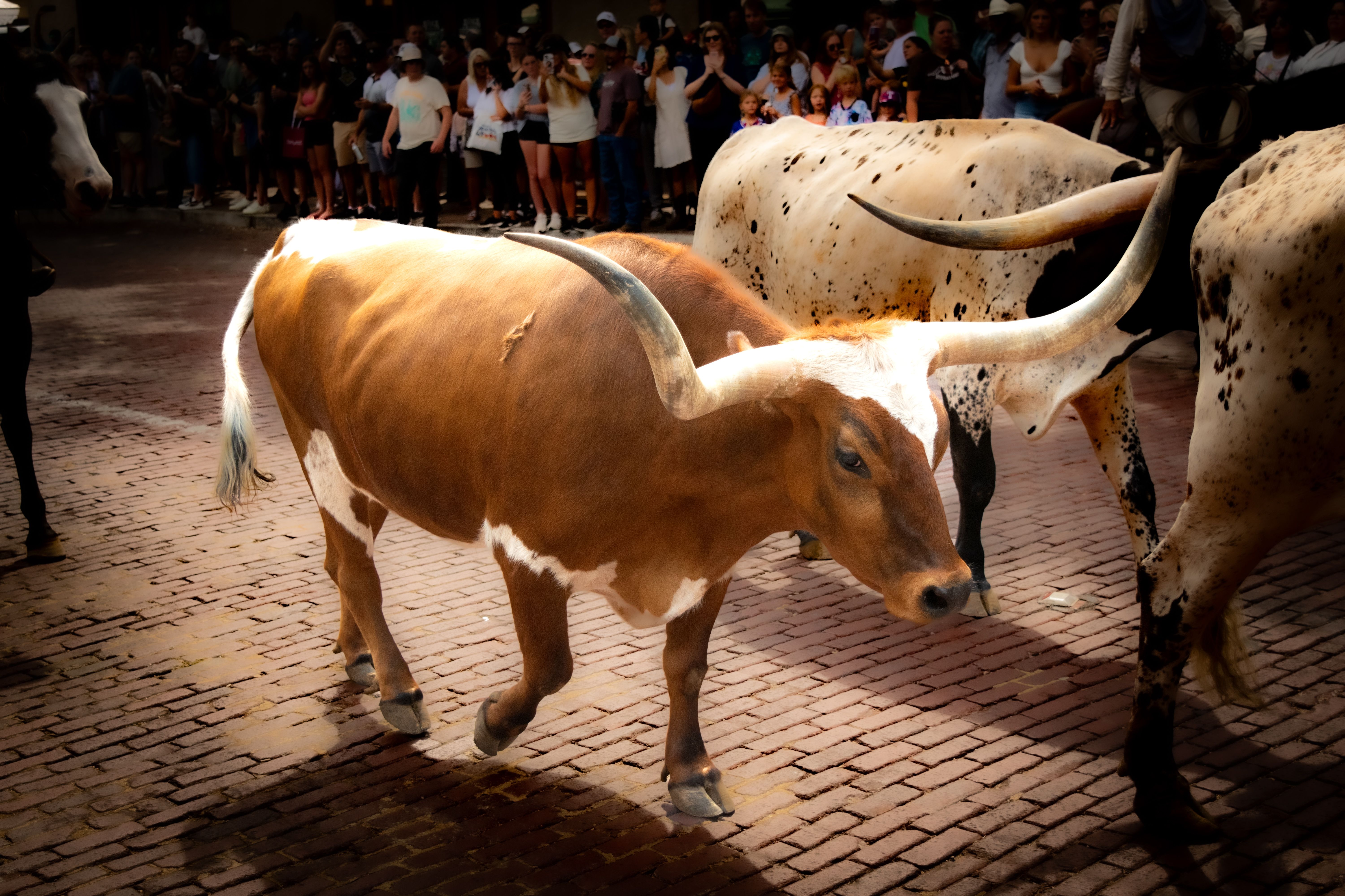 fort worth stockyards