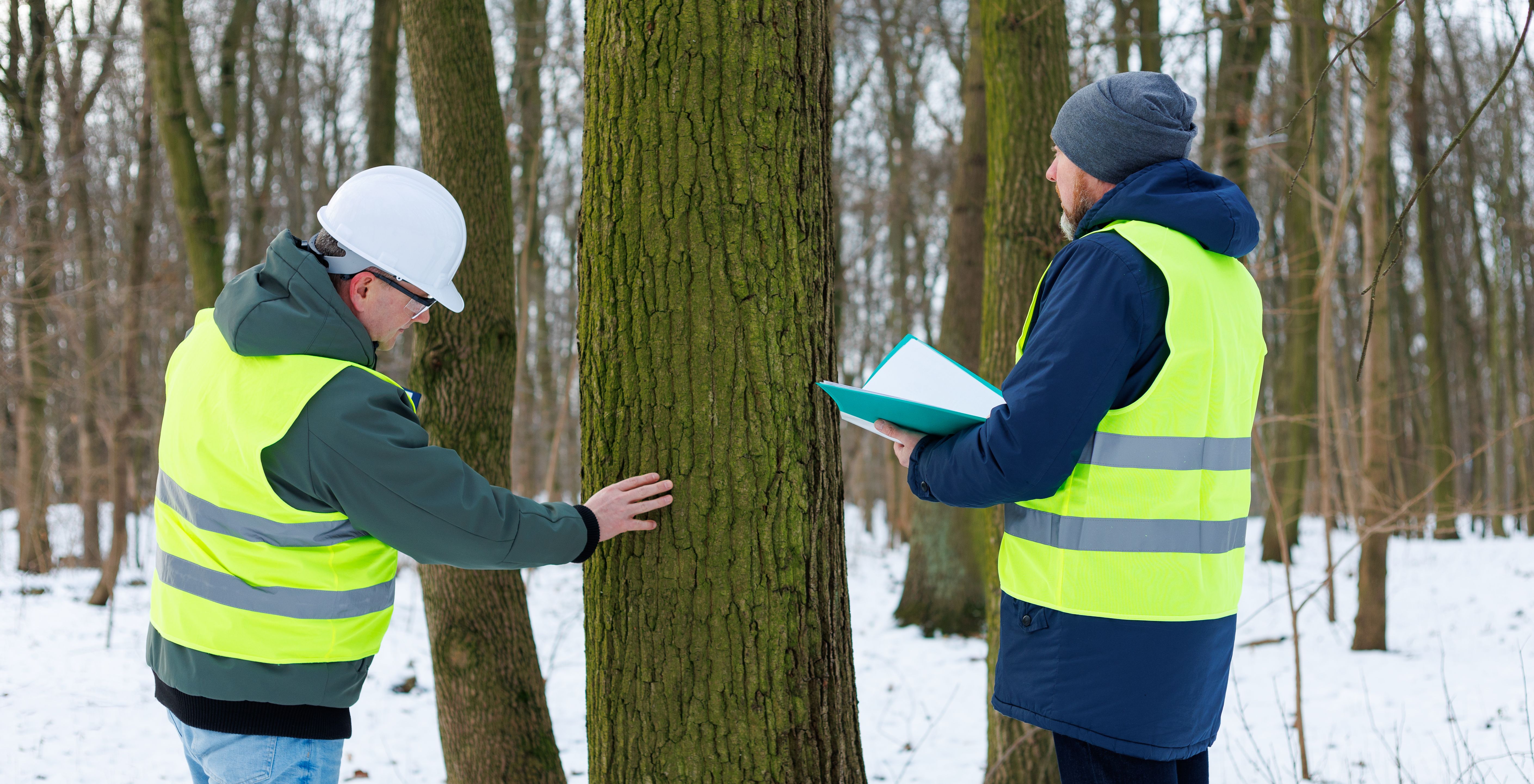 tree disease inspection