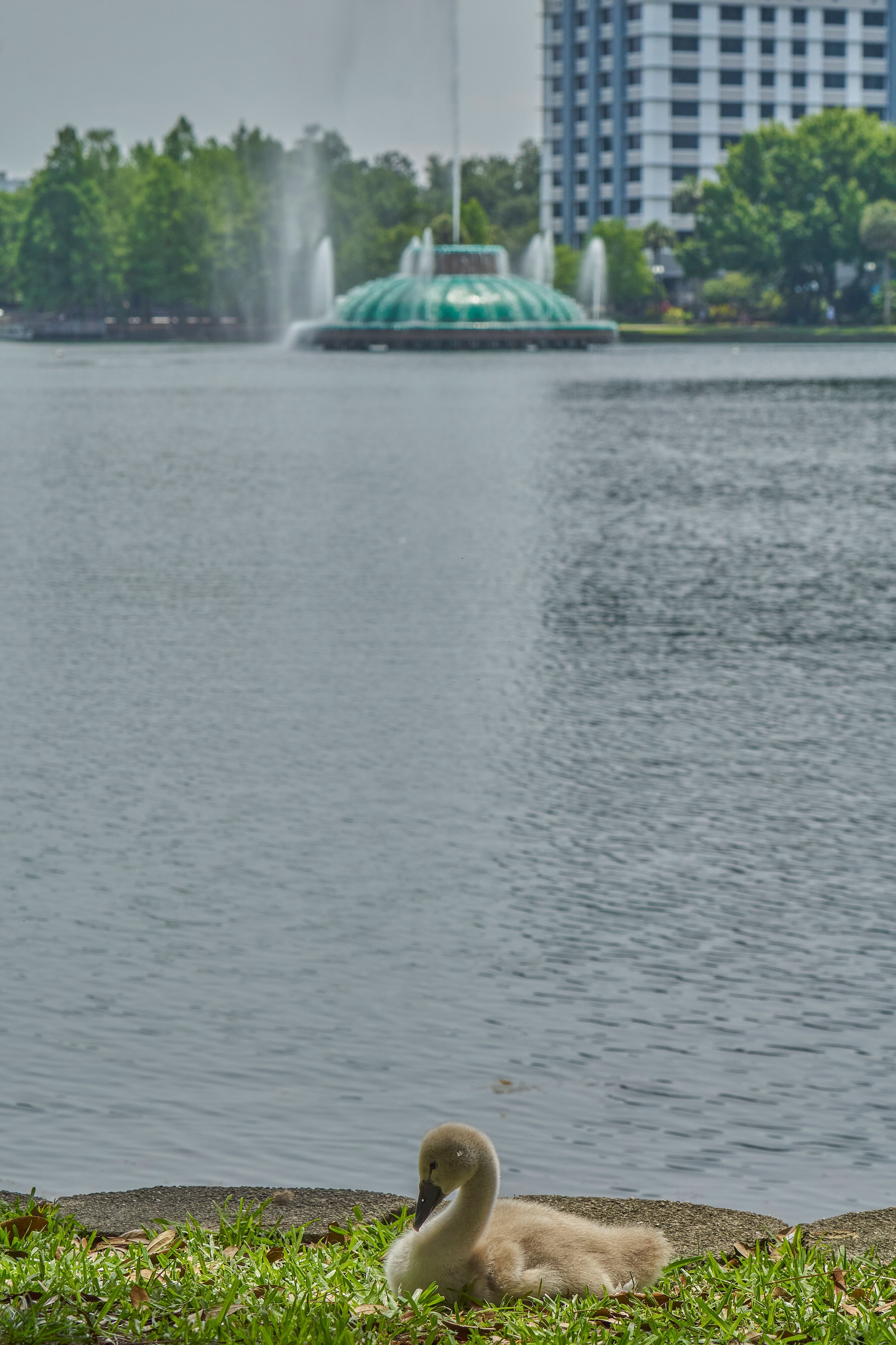 orlando support group