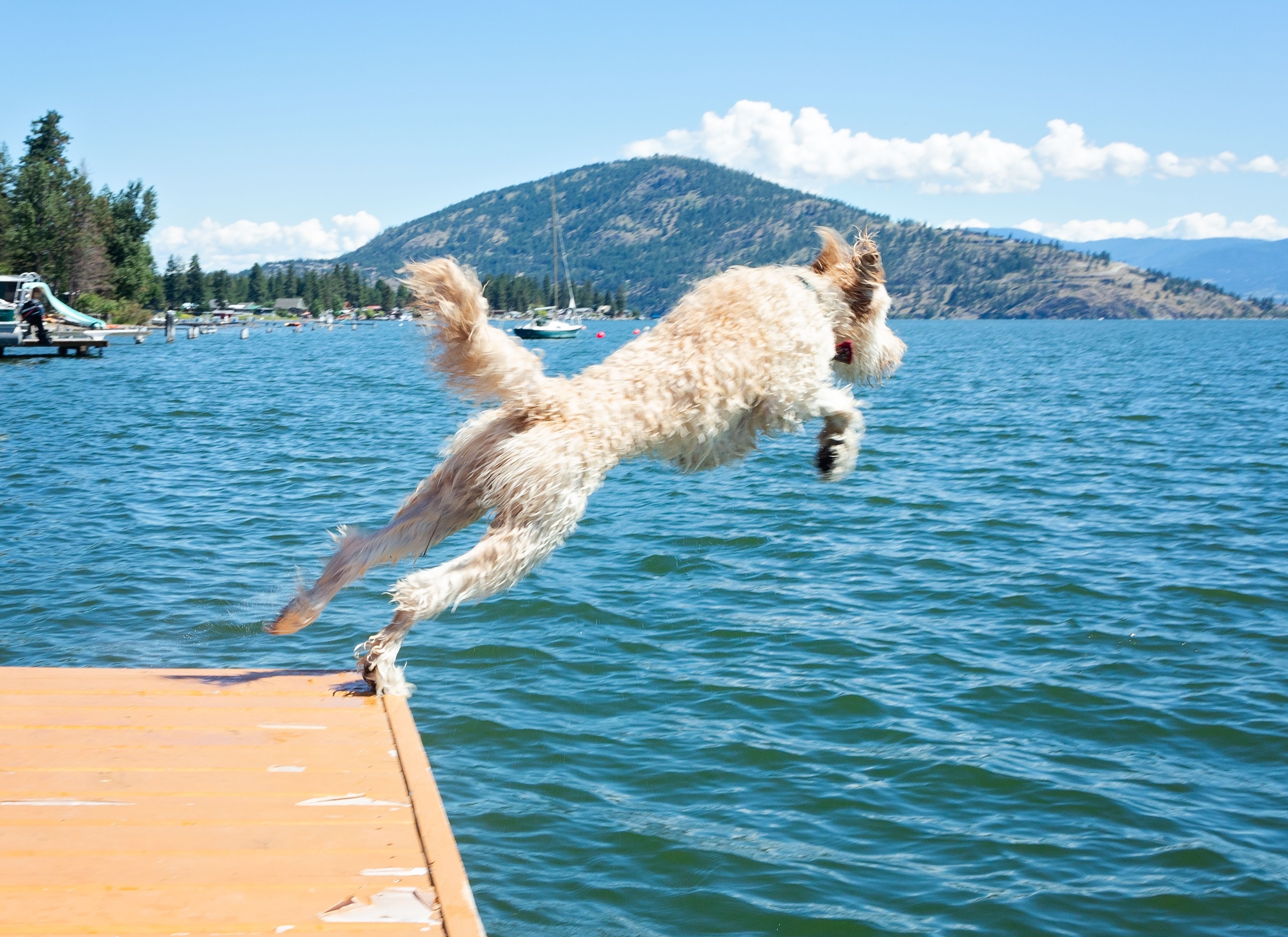 Goldendoodle jumping into Lake Chelan from a dock on a waterfront property protected by a professionally installed underground dog fence
