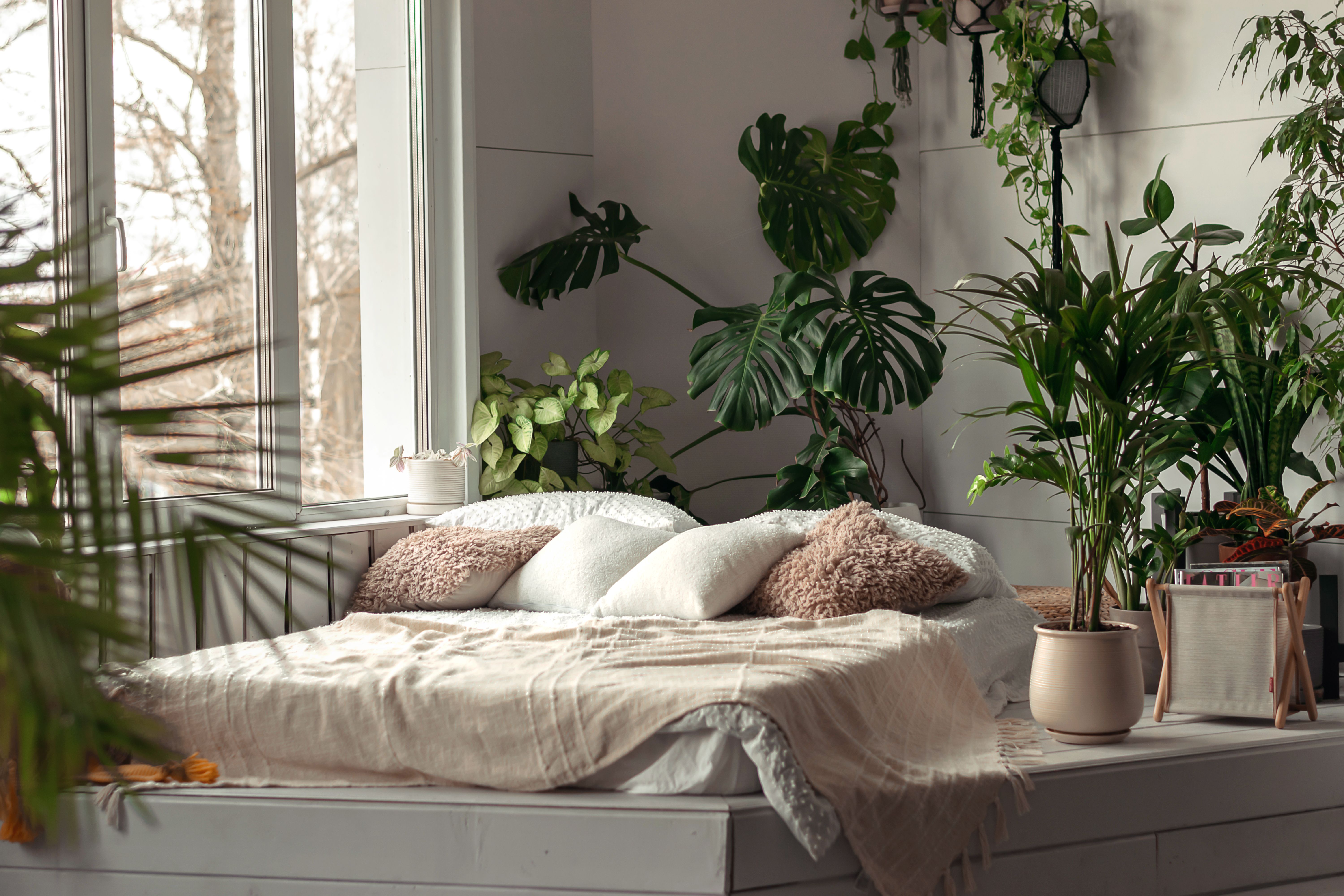 Cozy bright bedroom with indoor plants.Home interior design.Biophilia design,urban jungle concept Cozy bright bedroom with indoor plants.Home interior design.Biophilia design,urban jungle concept