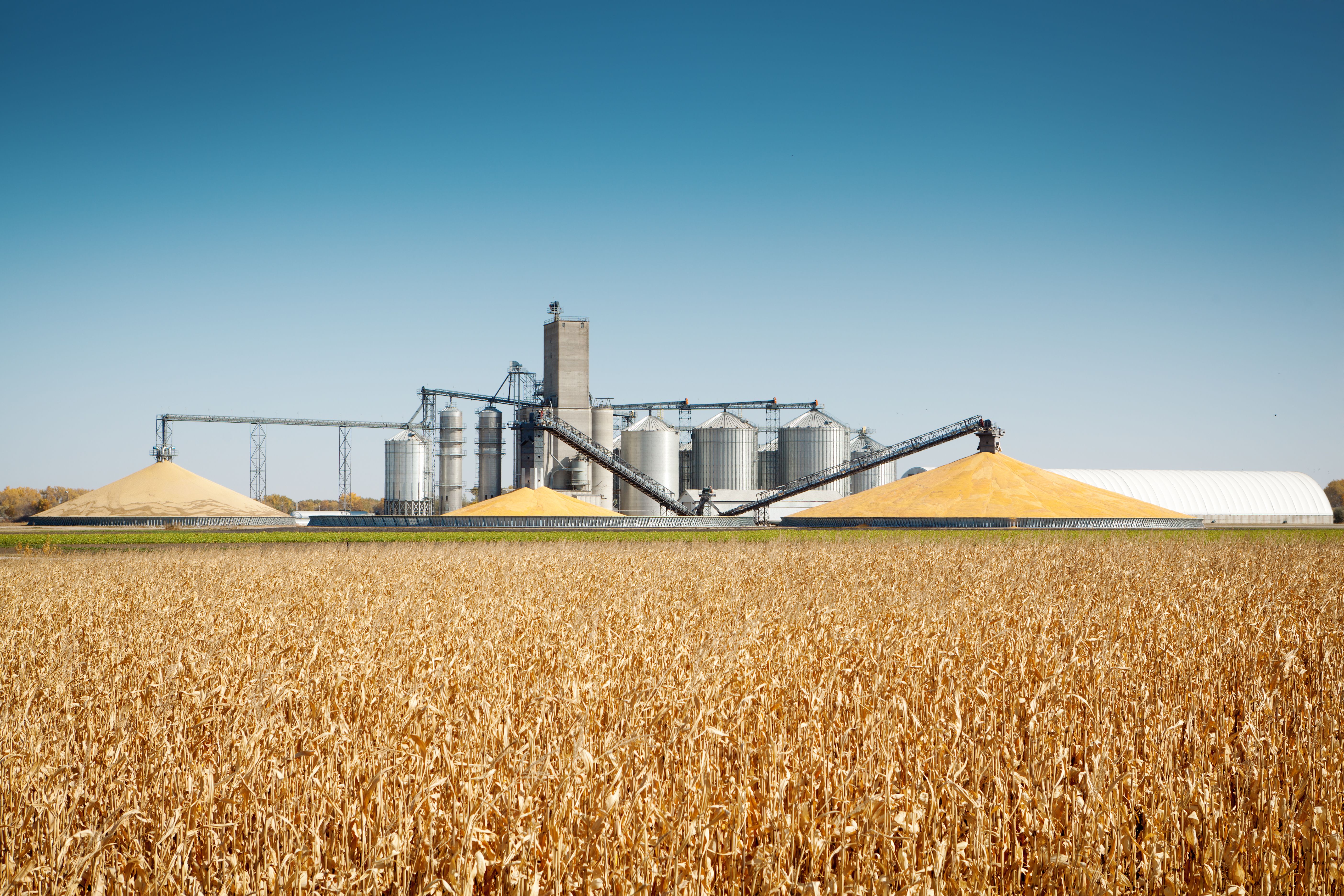 biofuel crops