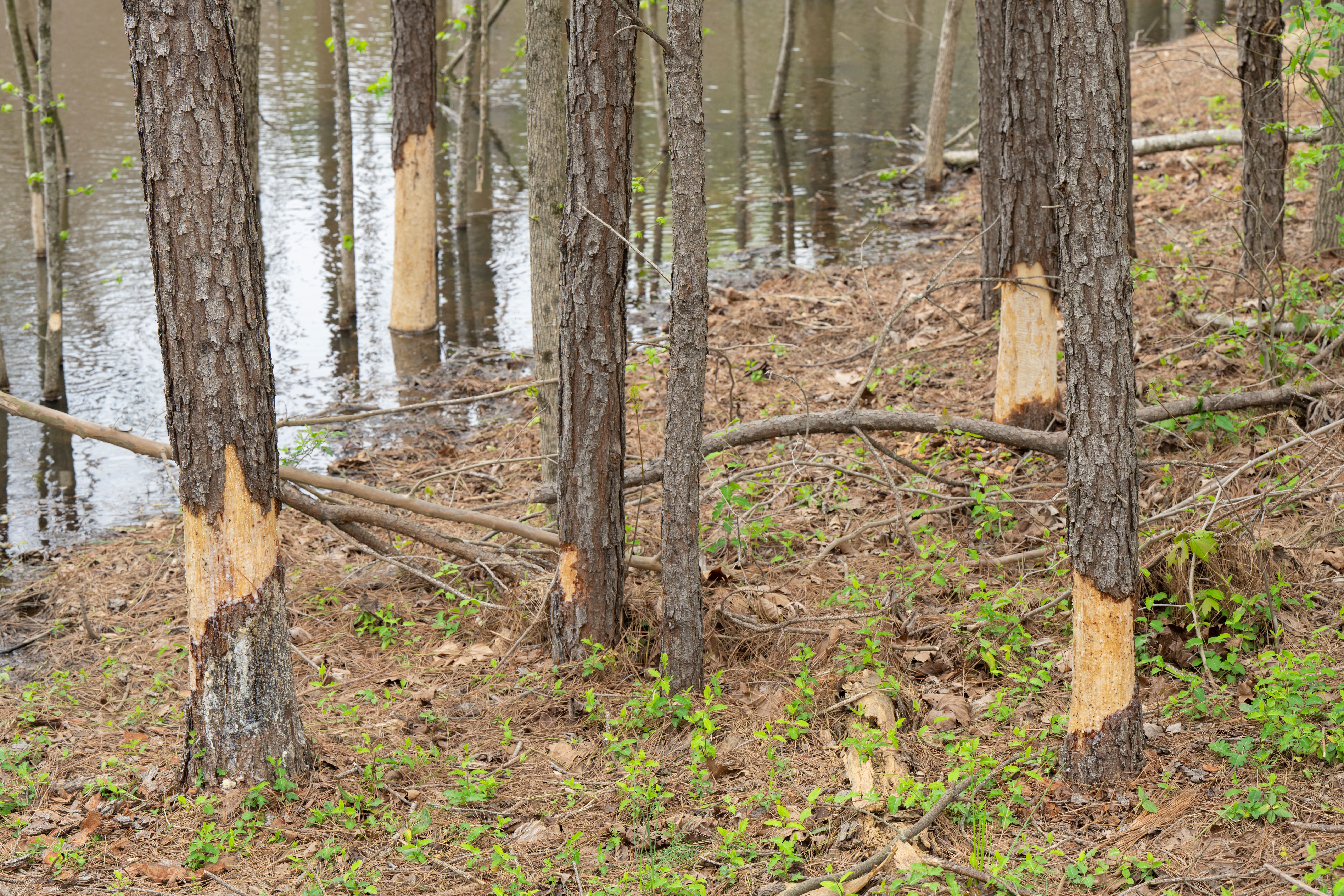 Southern state wetland on a sunny day in early spring Southern state wetland on a sunny day in early spring