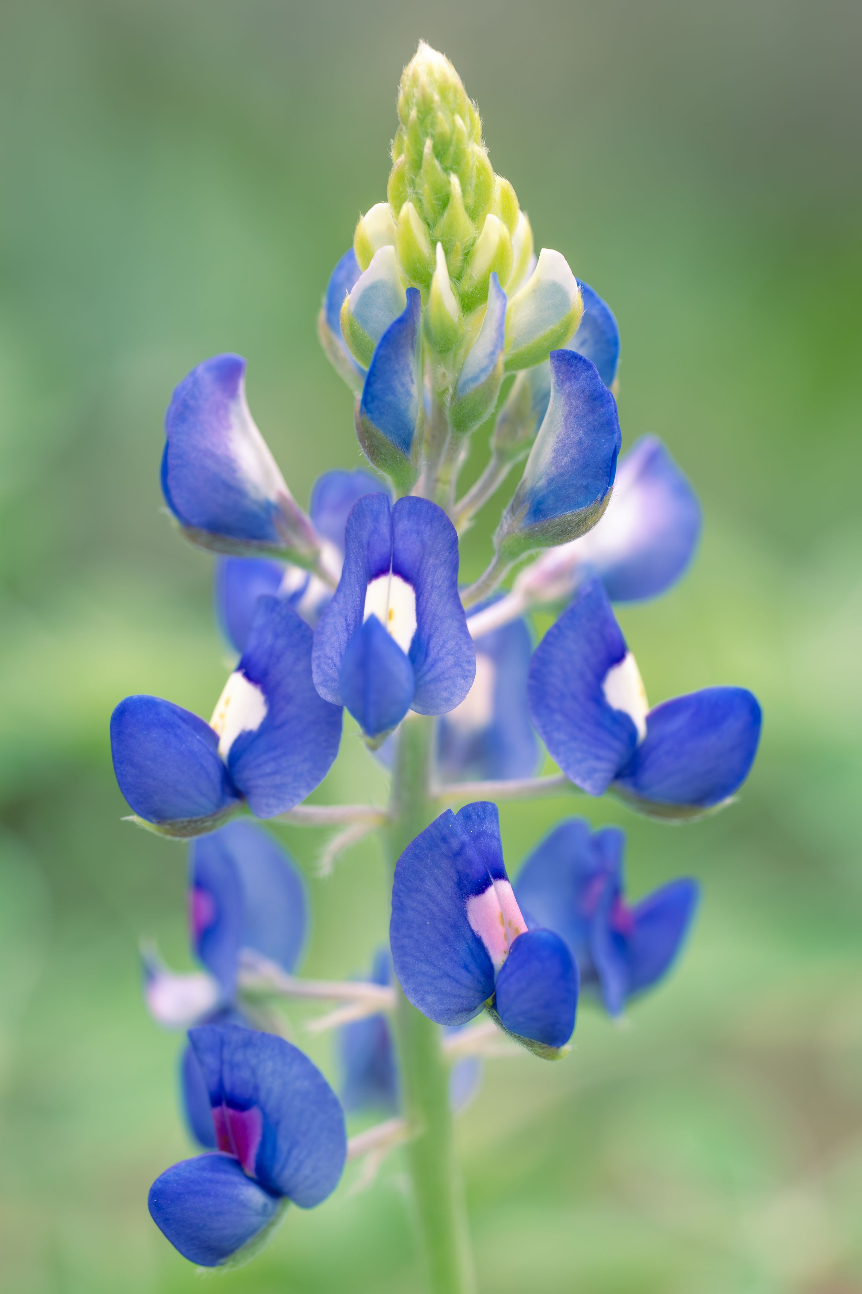 texas bluebonnets
