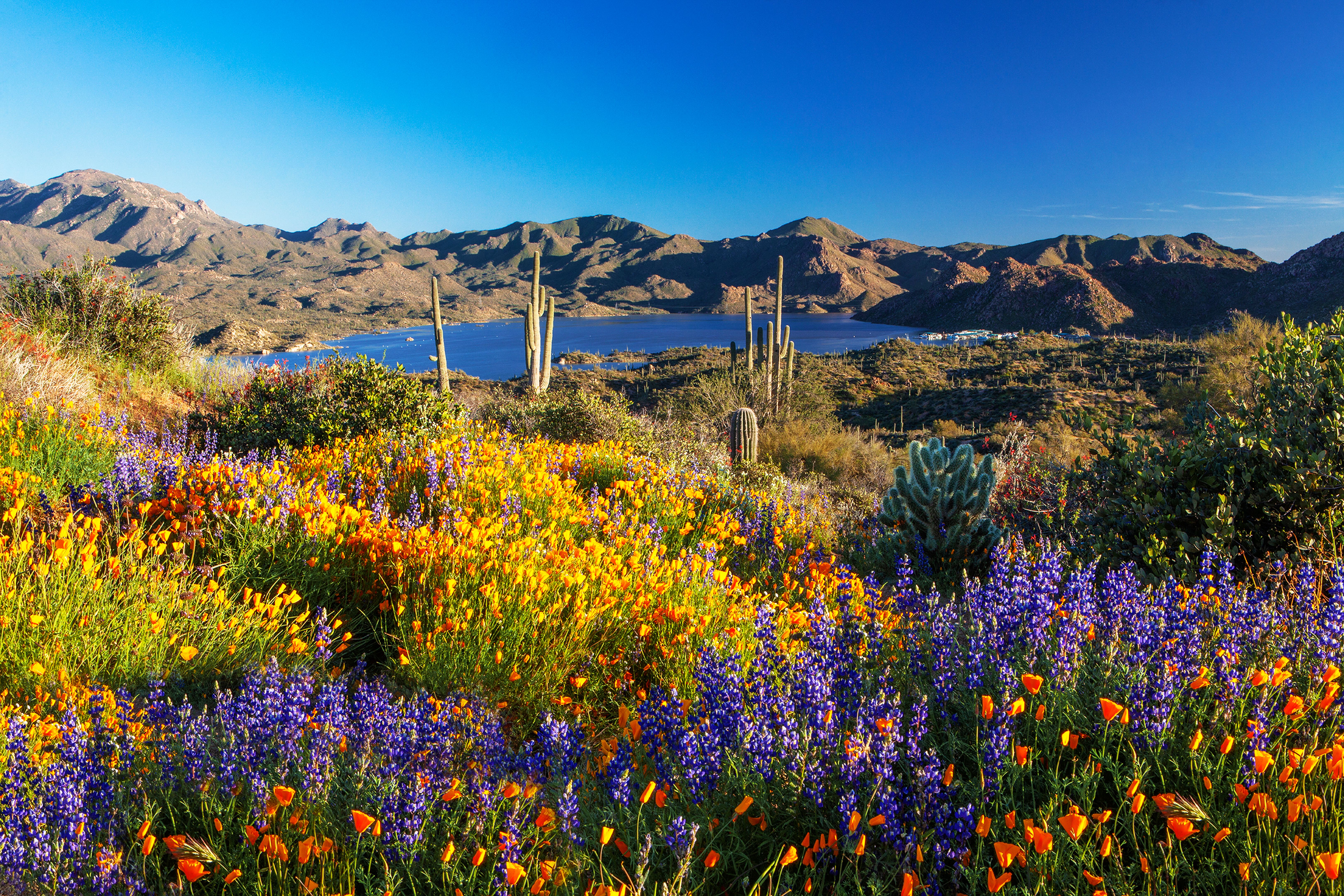 arizona wildflowers