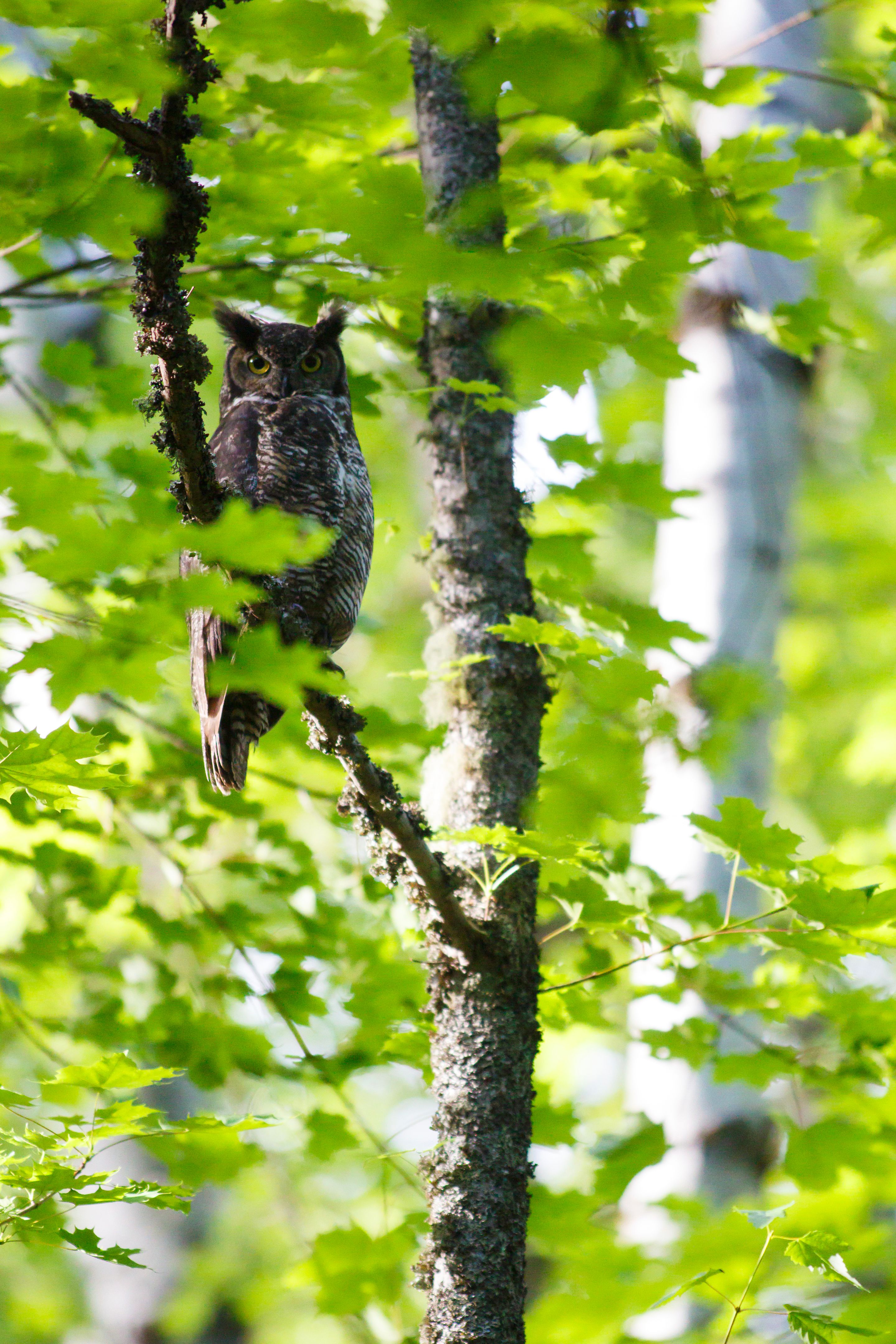 biodiversity monitoring