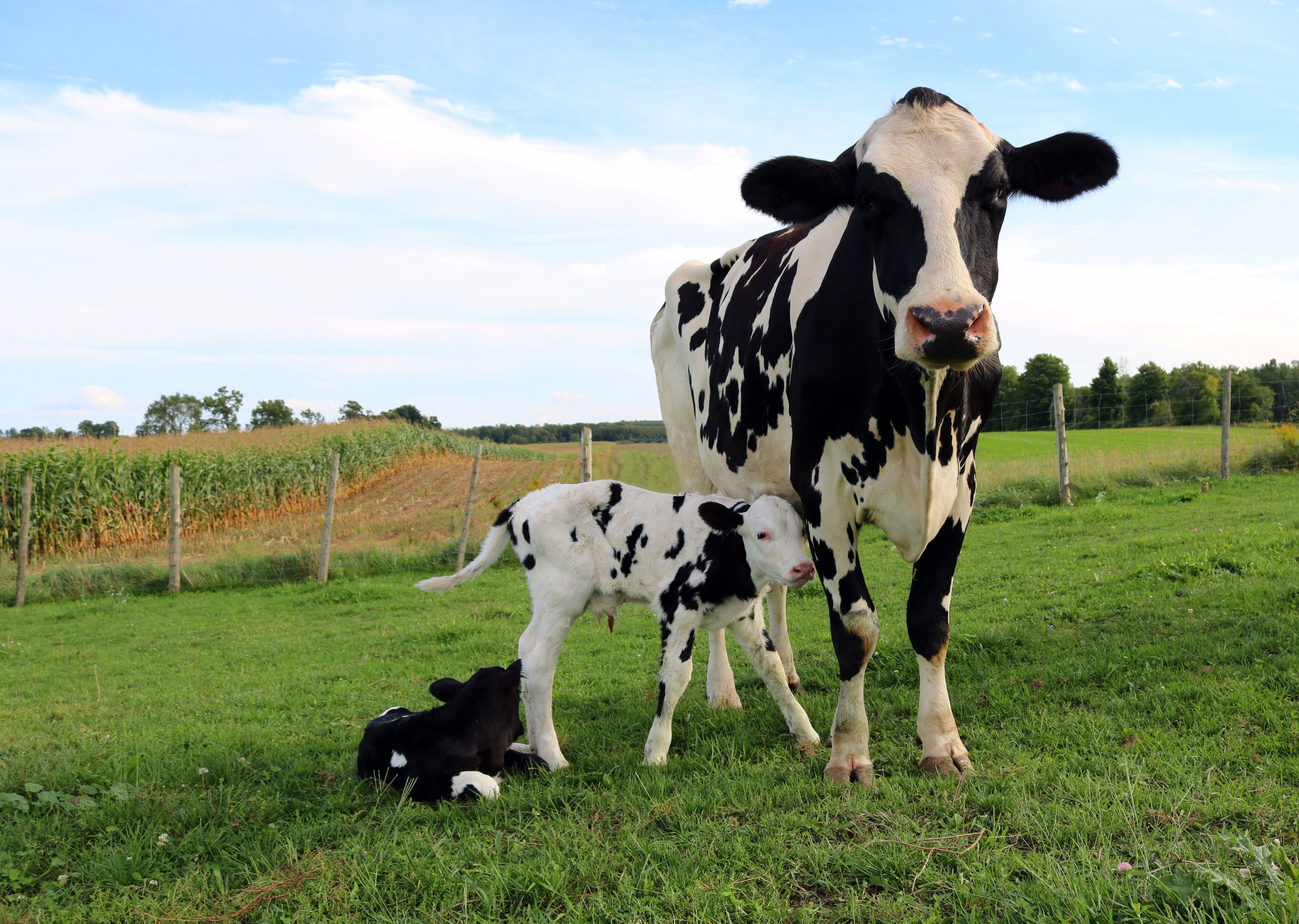 calves in field
