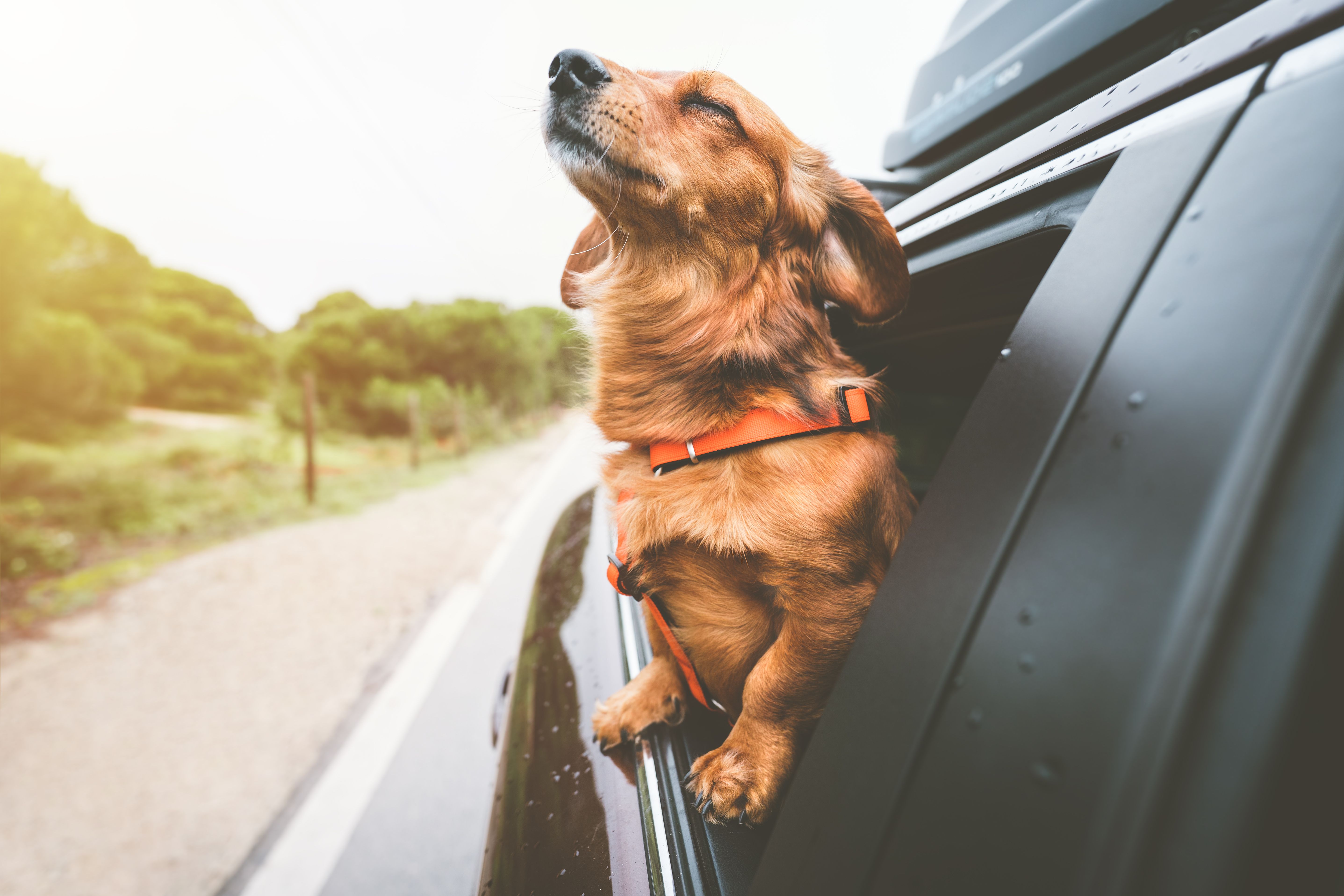 dog car