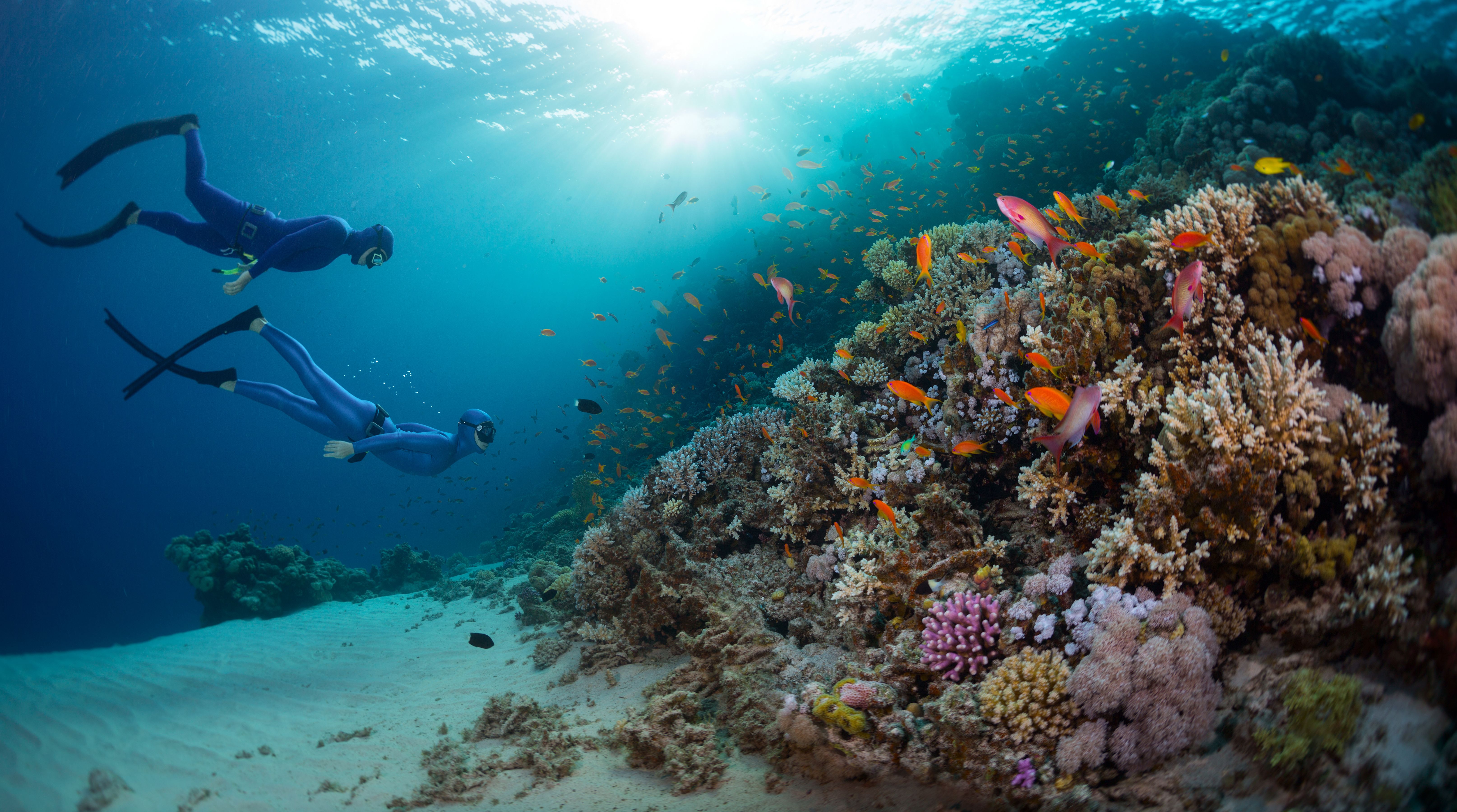 red sea diving