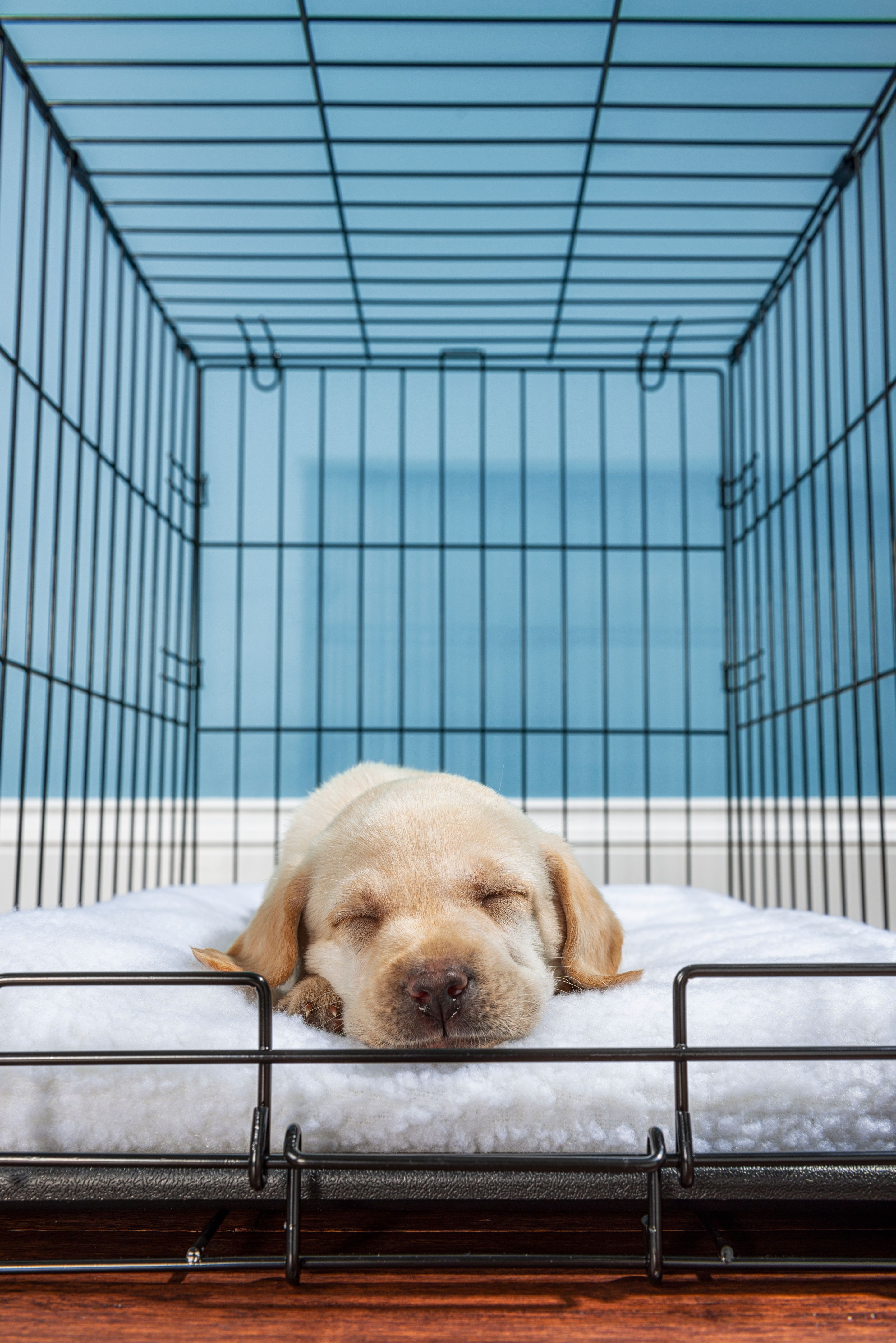dog sleeping in crate