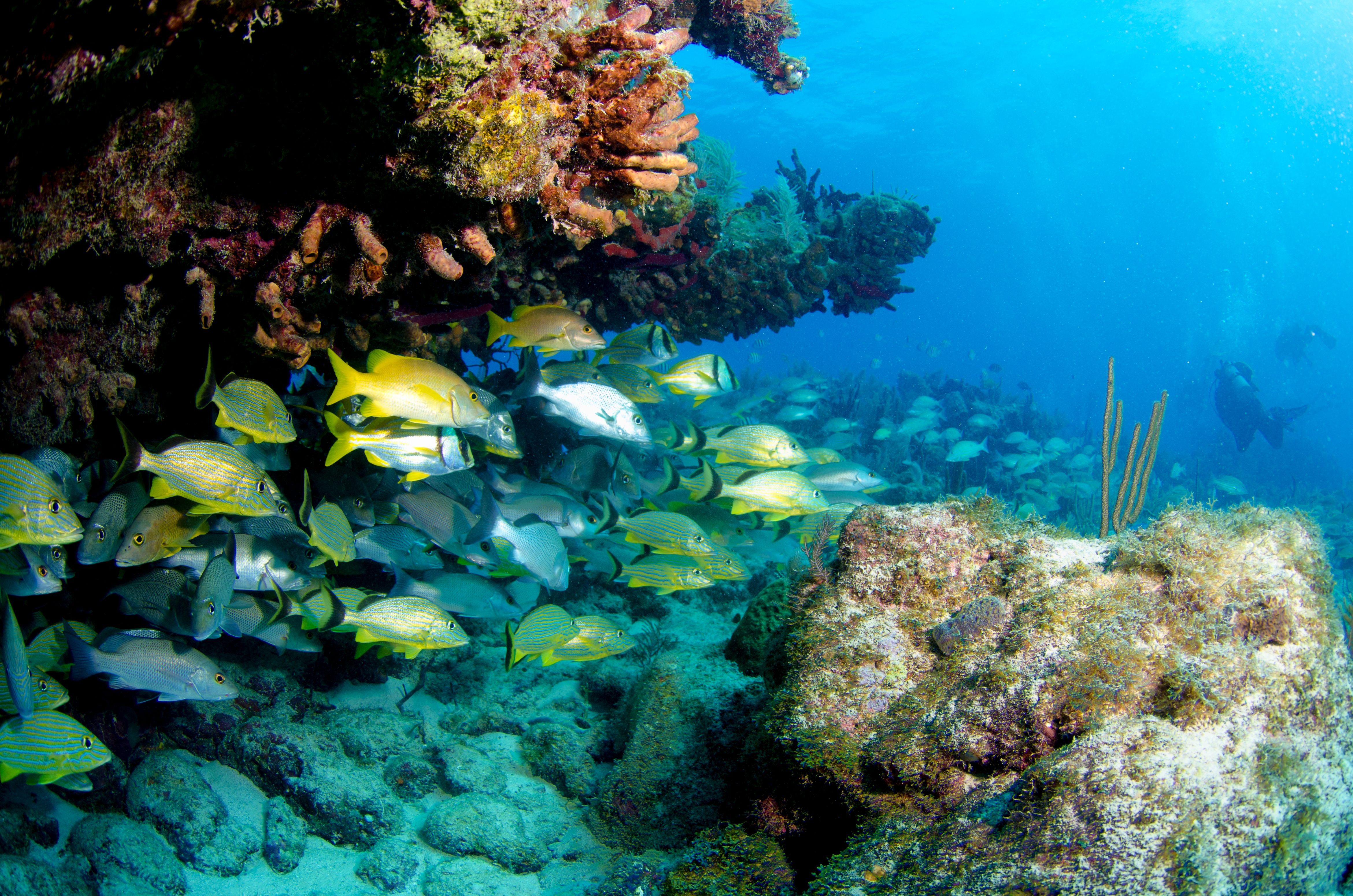 florida dive site