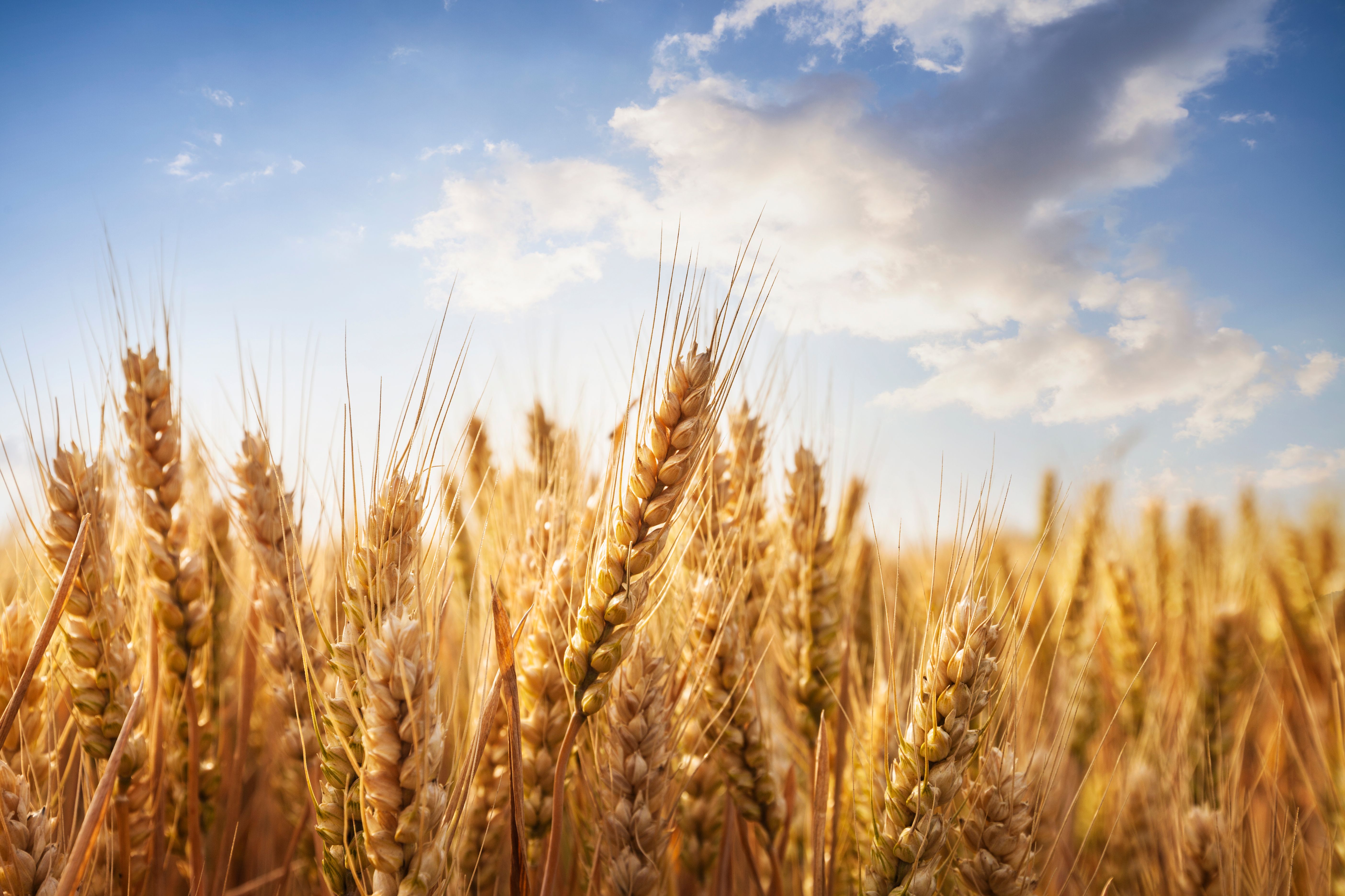 wheat fields