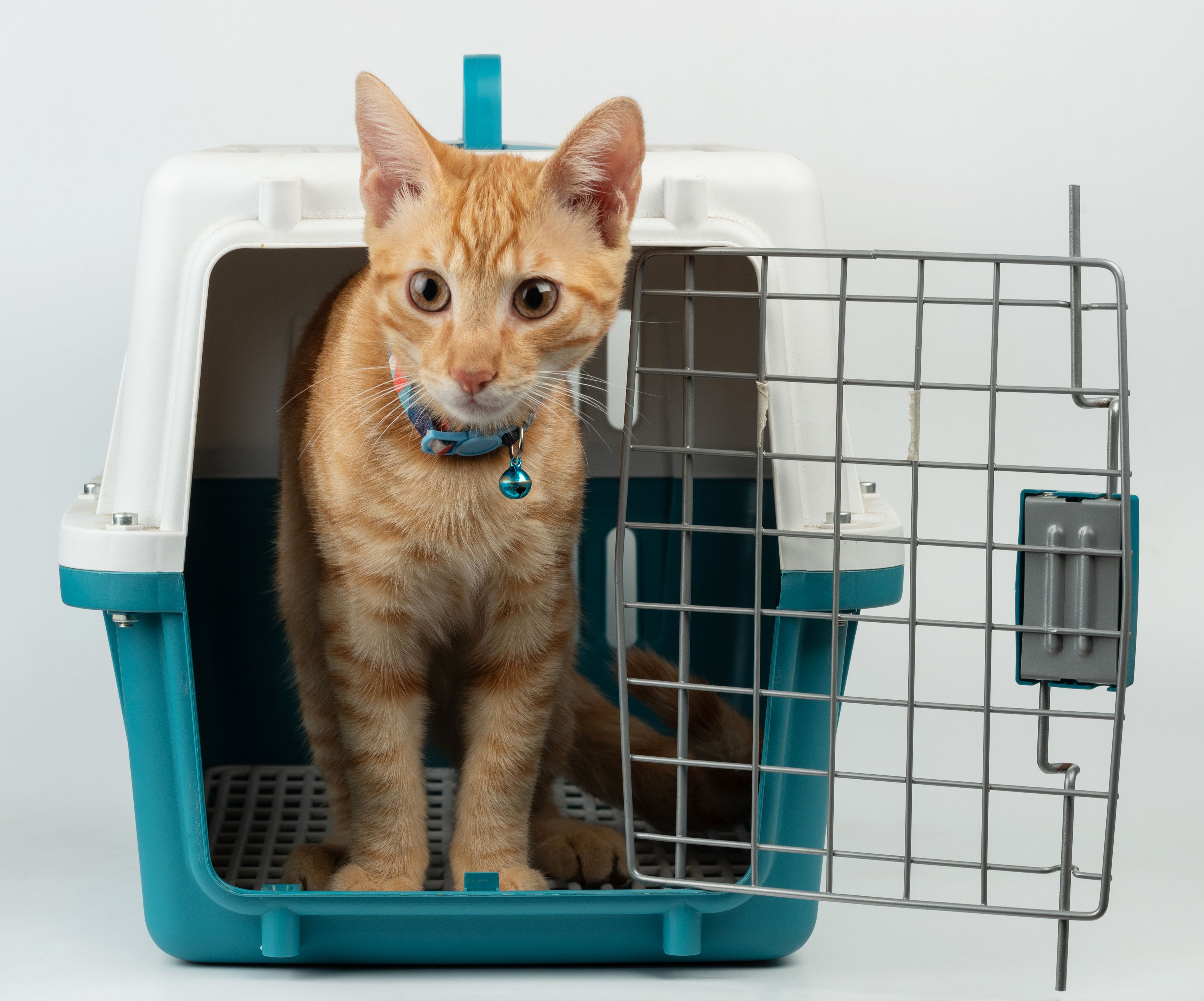 pet carrier