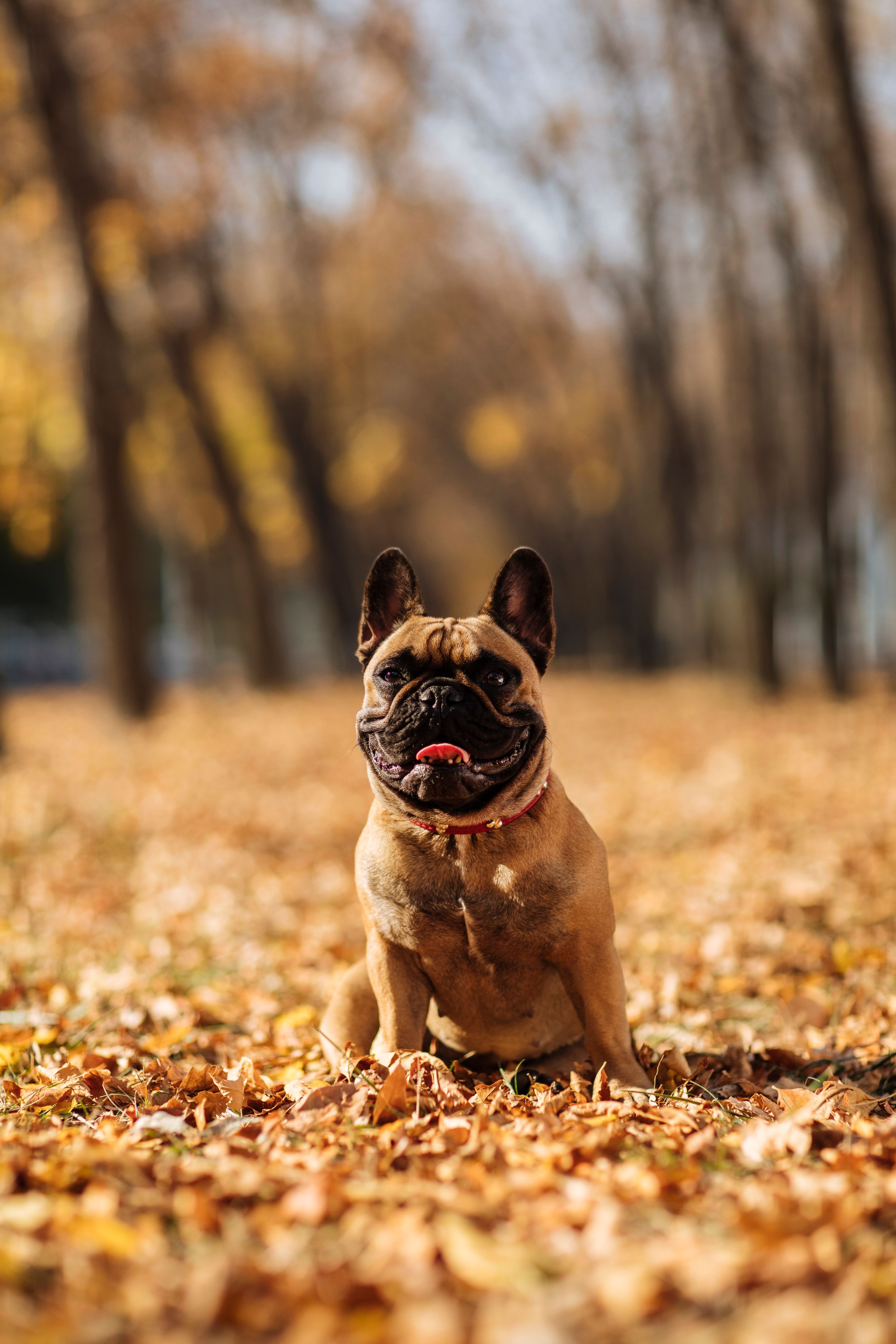 french bulldog autumn