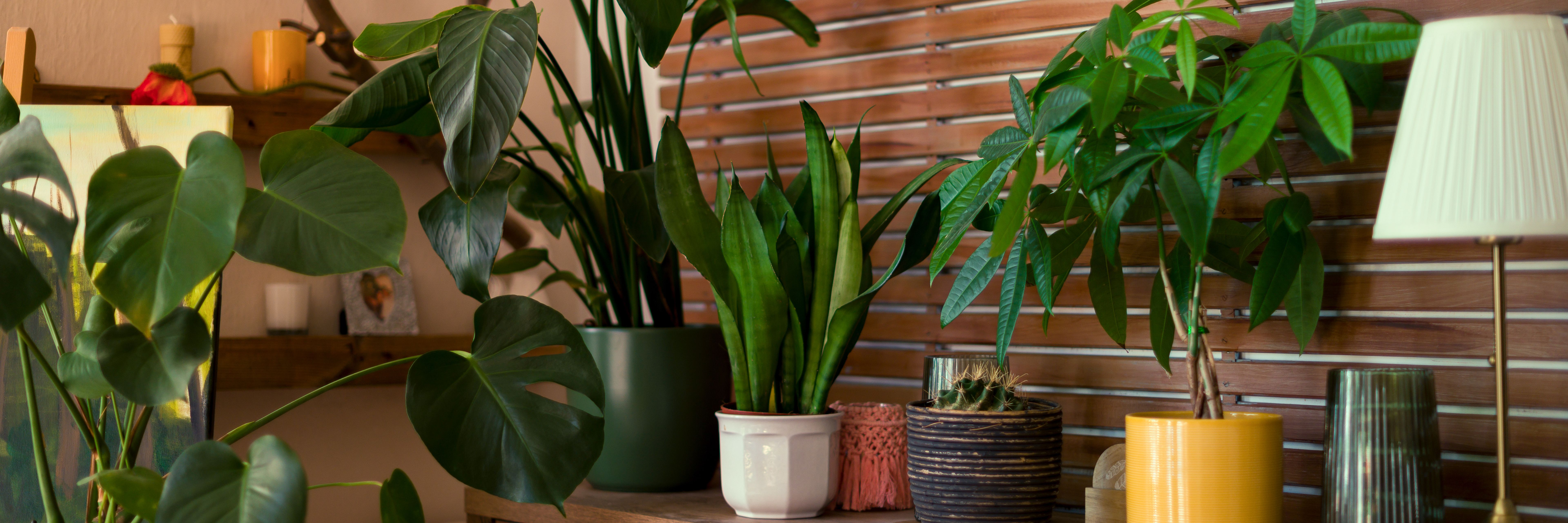 indoor plant selection