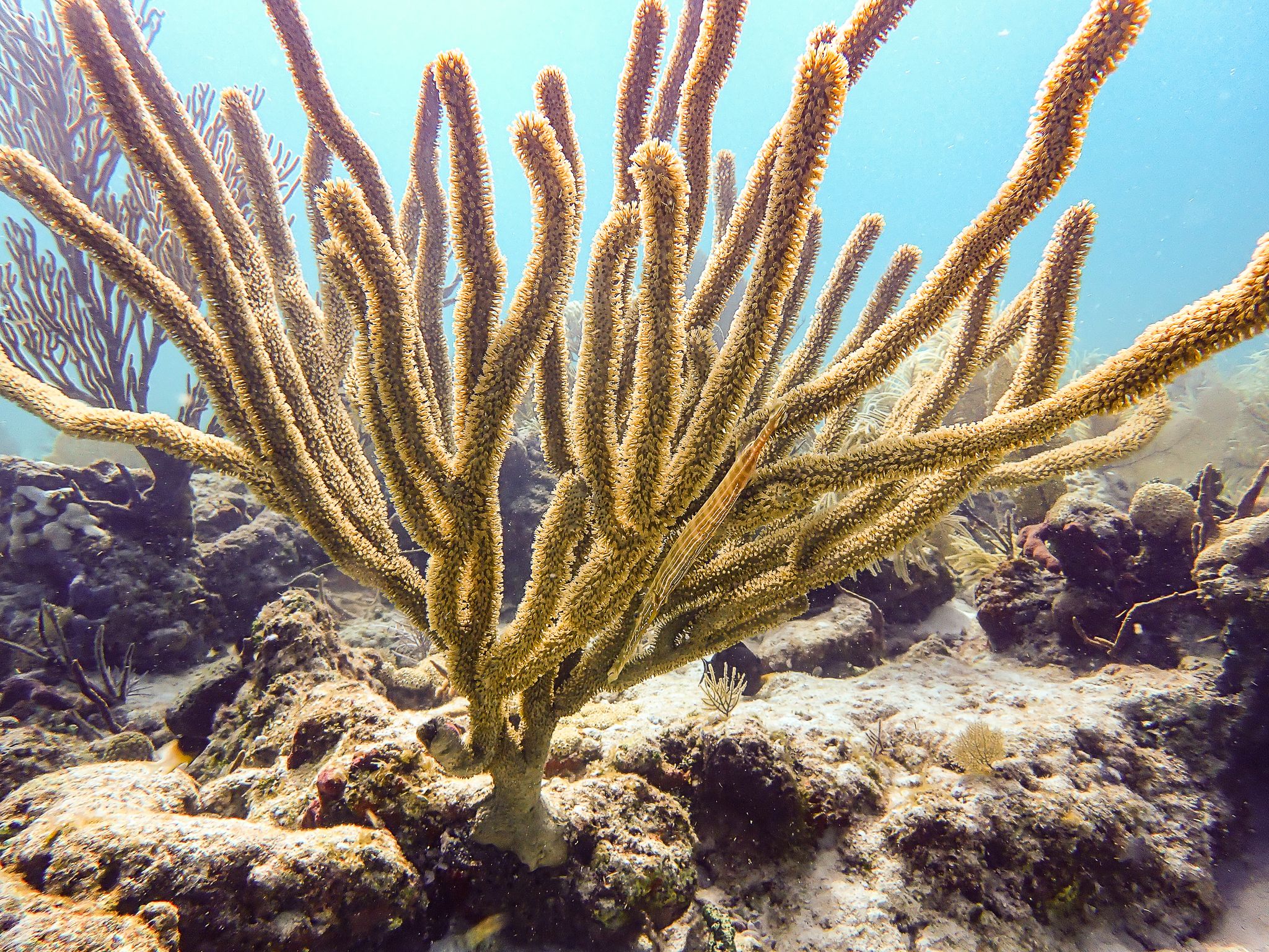 scuba diving florida