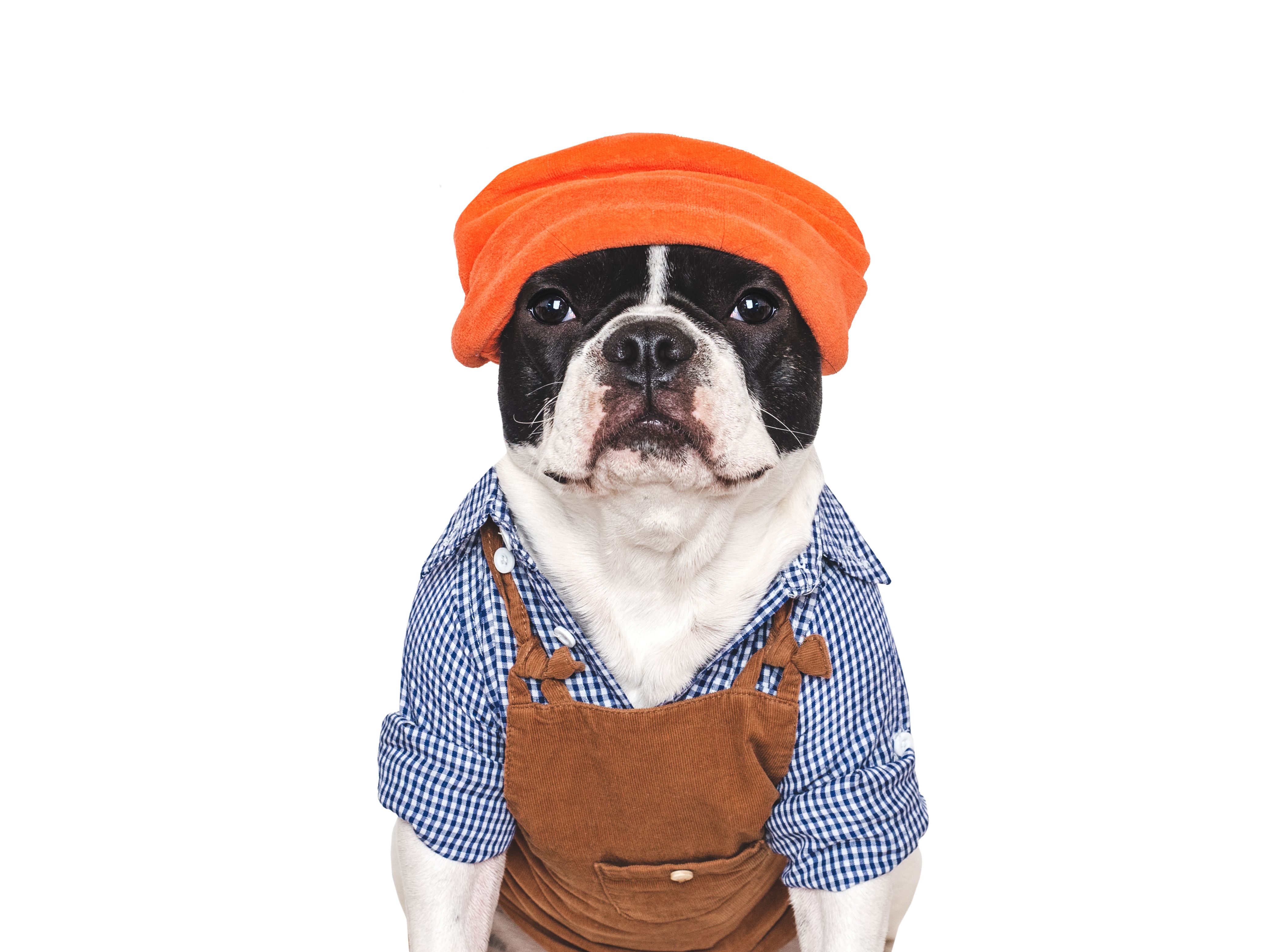 dog clothes shopping